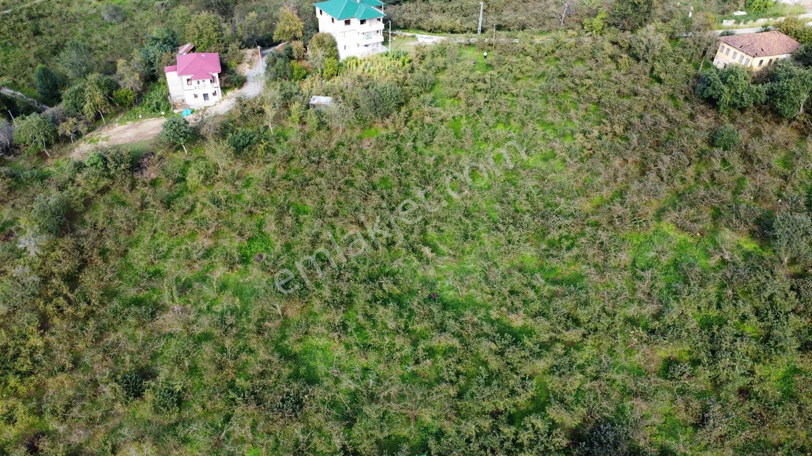Trabzon Arsin Harmanlı Mahallesinde Satılık Düz Fındık Bahçesi - Görsel 19