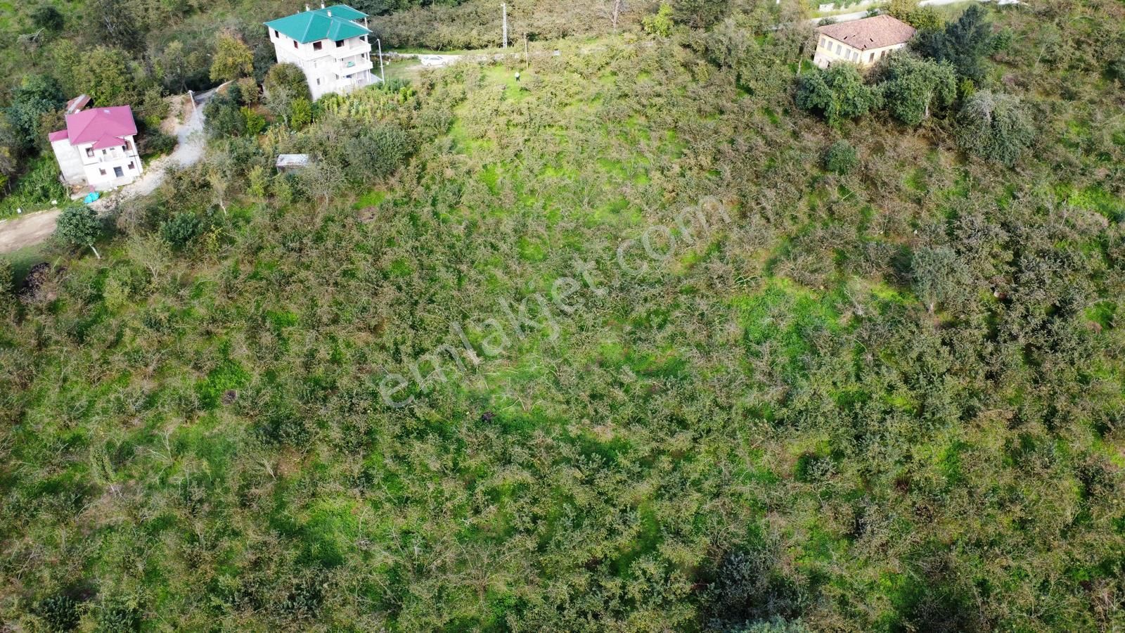 Trabzon Arsin Harmanlı Mahallesinde Satılık Düz Fındık Bahçesi - Görsel 9