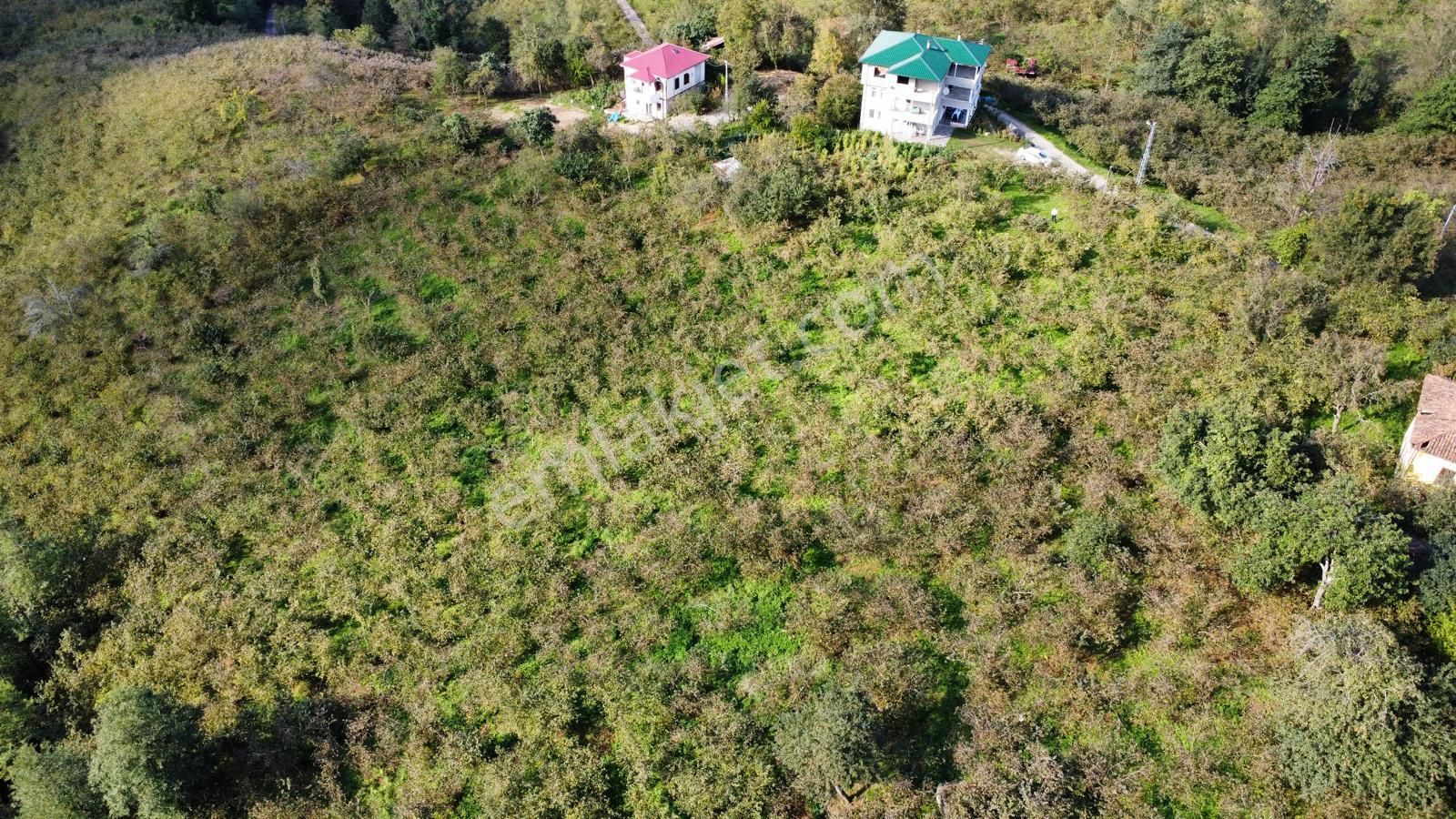 Trabzon Arsin Harmanlı Mahallesinde Satılık Düz Fındık Bahçesi - Görsel 18