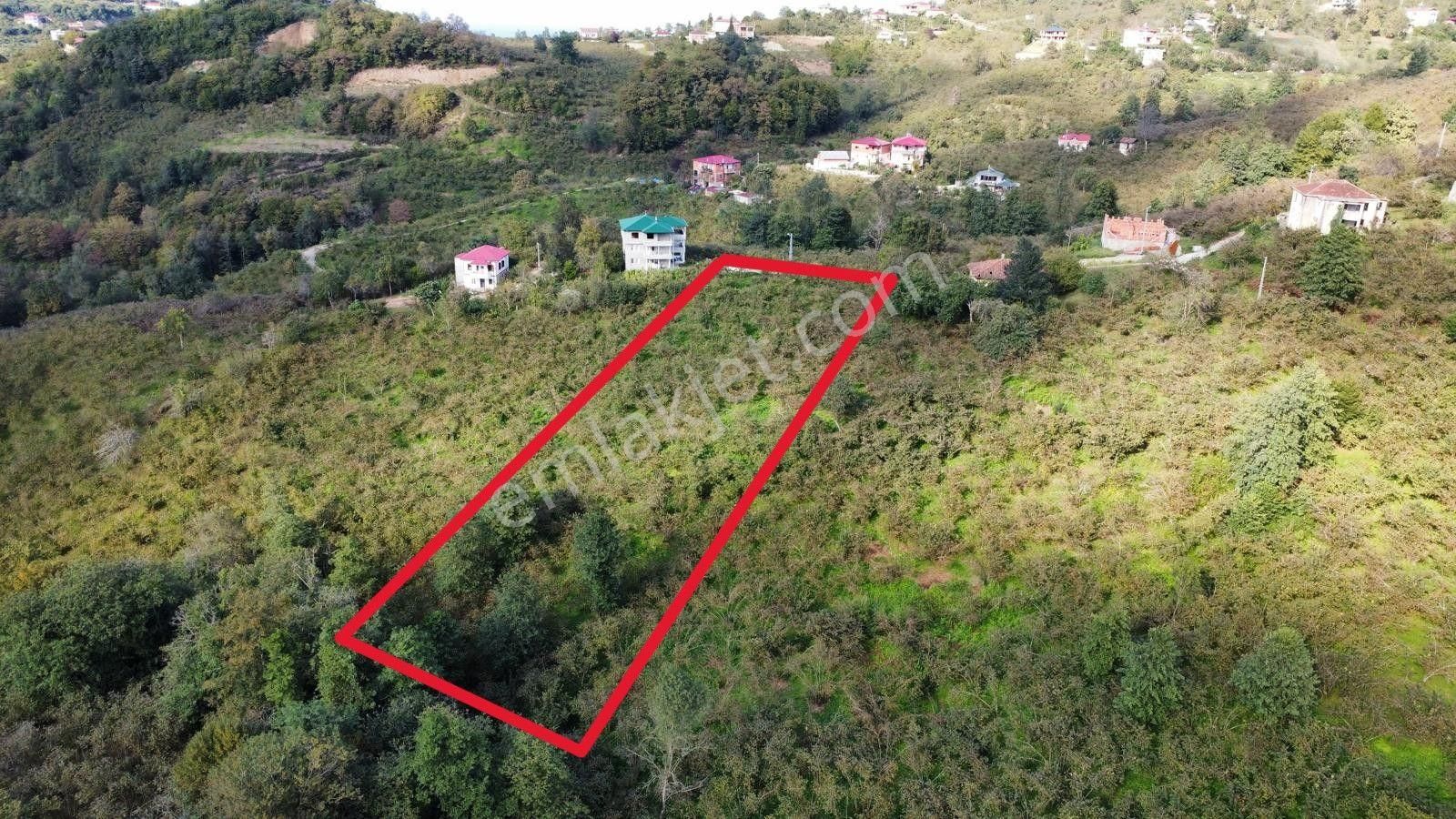 Trabzon Arsin Harmanlı Mahallesinde Satılık Düz Fındık Bahçesi - Görsel 3