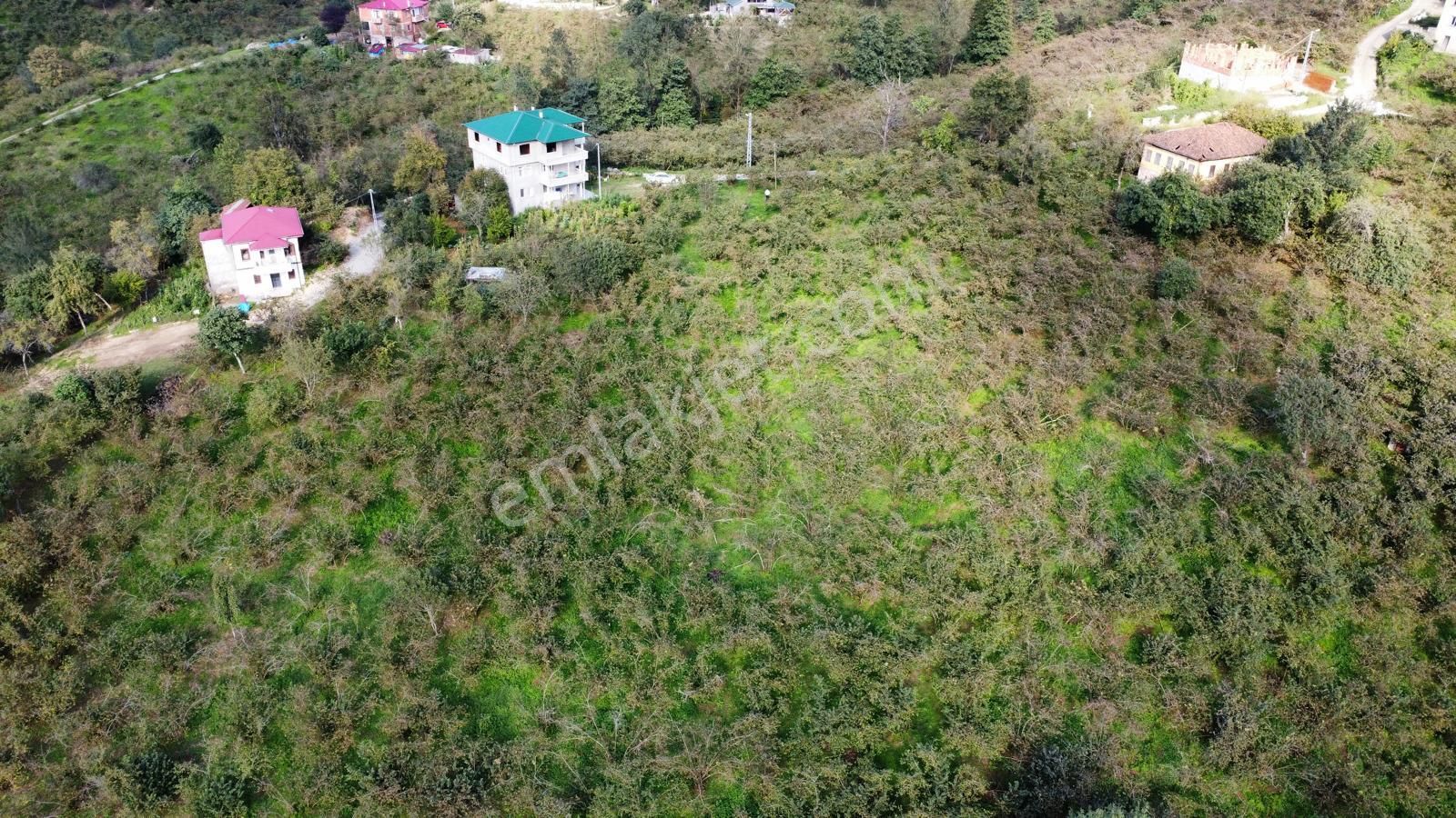 Trabzon Arsin Harmanlı Mahallesinde Satılık Düz Fındık Bahçesi - Görsel 29
