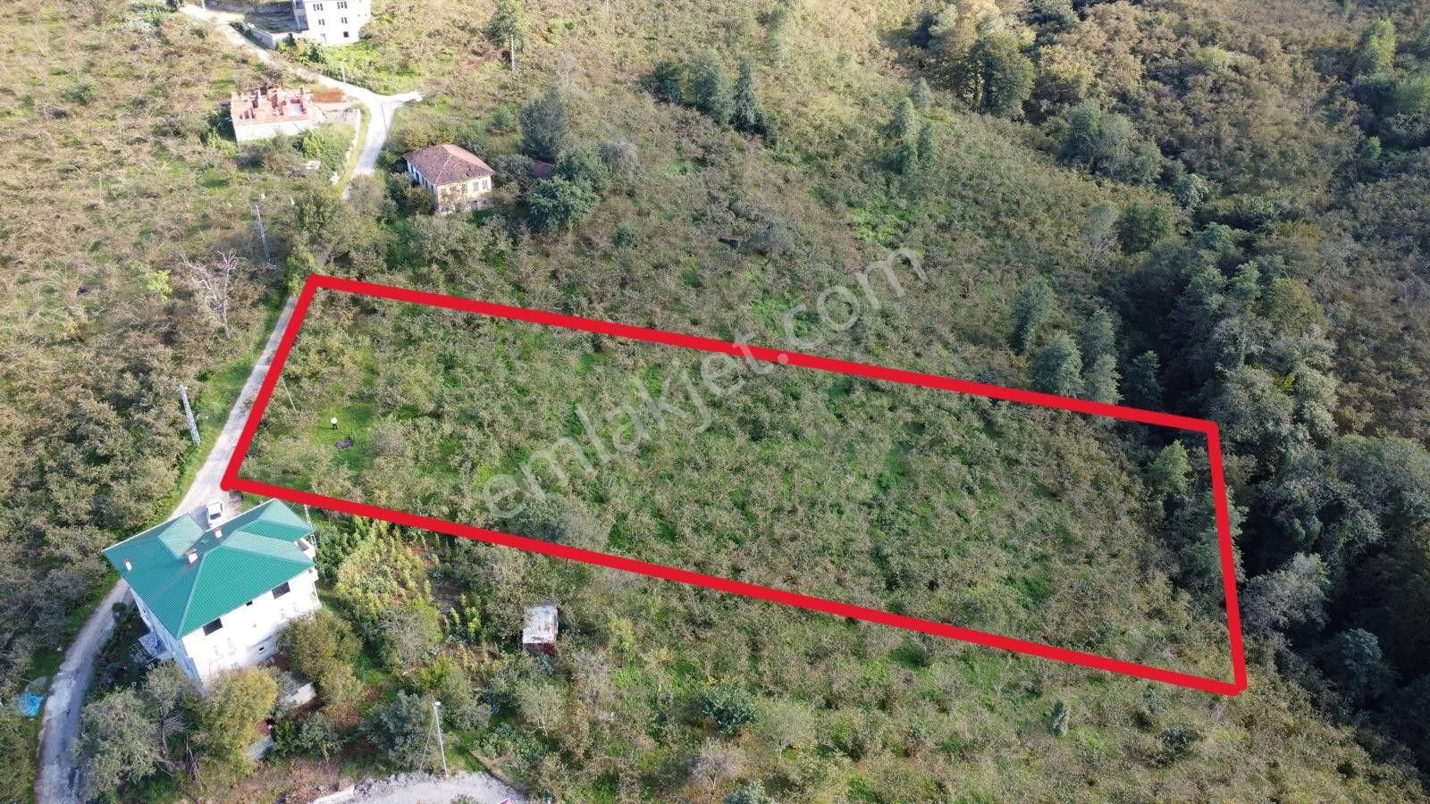 Trabzon Arsin Harmanlı Mahallesinde Satılık Düz Fındık Bahçesi - Görsel 6
