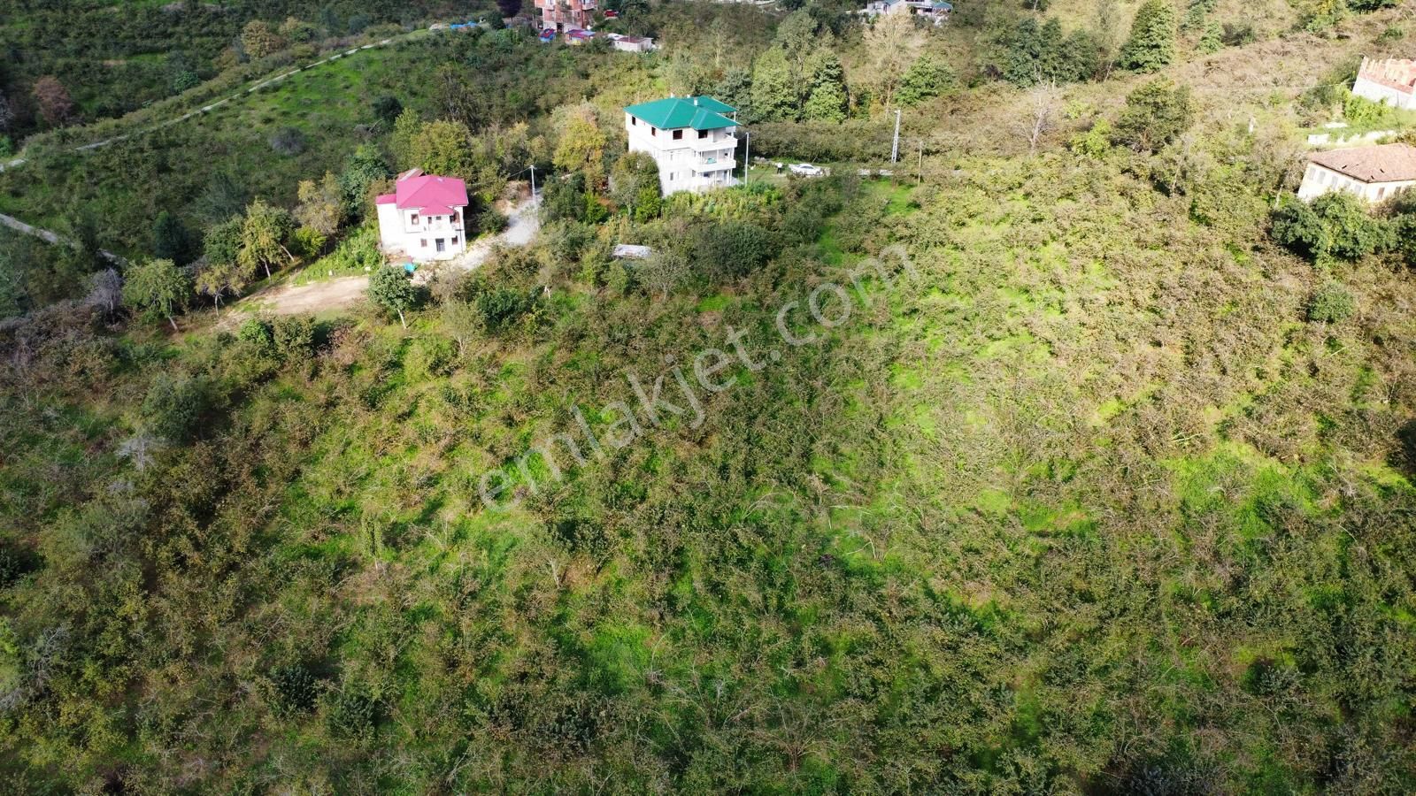 Trabzon Arsin Harmanlı Mahallesinde Satılık Düz Fındık Bahçesi - Görsel 30