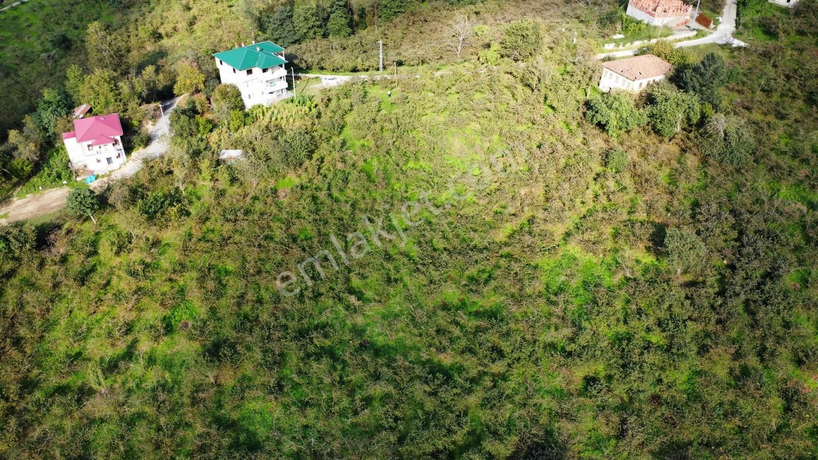 Trabzon Arsin Harmanlı Mahallesinde Satılık Düz Fındık Bahçesi - Görsel 12