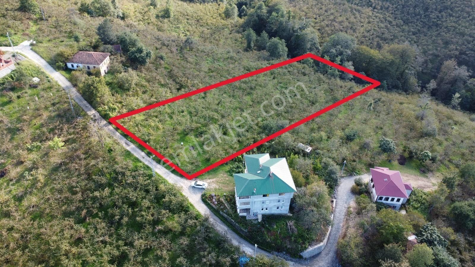 Trabzon Arsin Harmanlı Mahallesinde Satılık Düz Fındık Bahçesi - Görsel 8