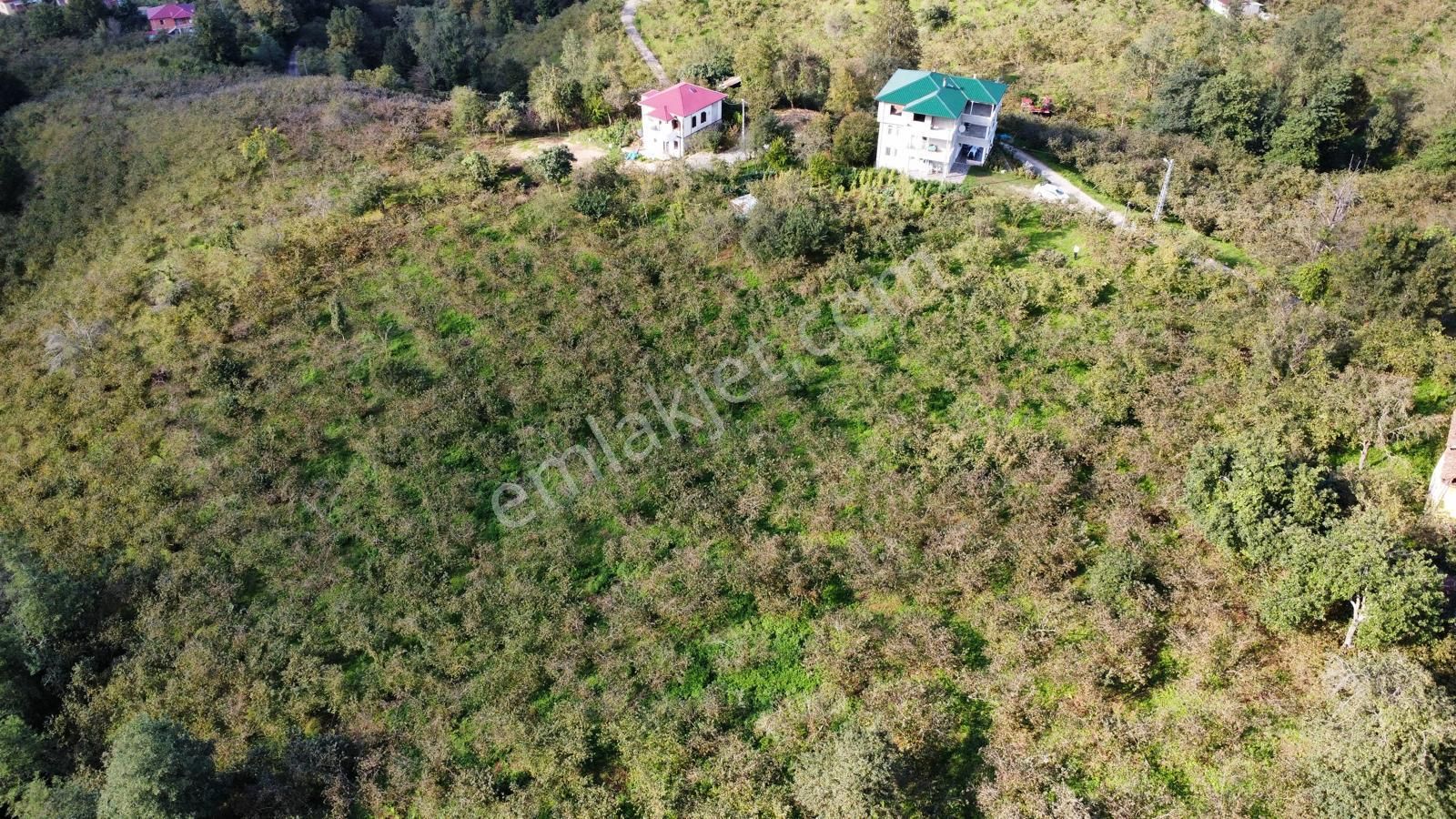 Trabzon Arsin Harmanlı Mahallesinde Satılık Düz Fındık Bahçesi - Görsel 14