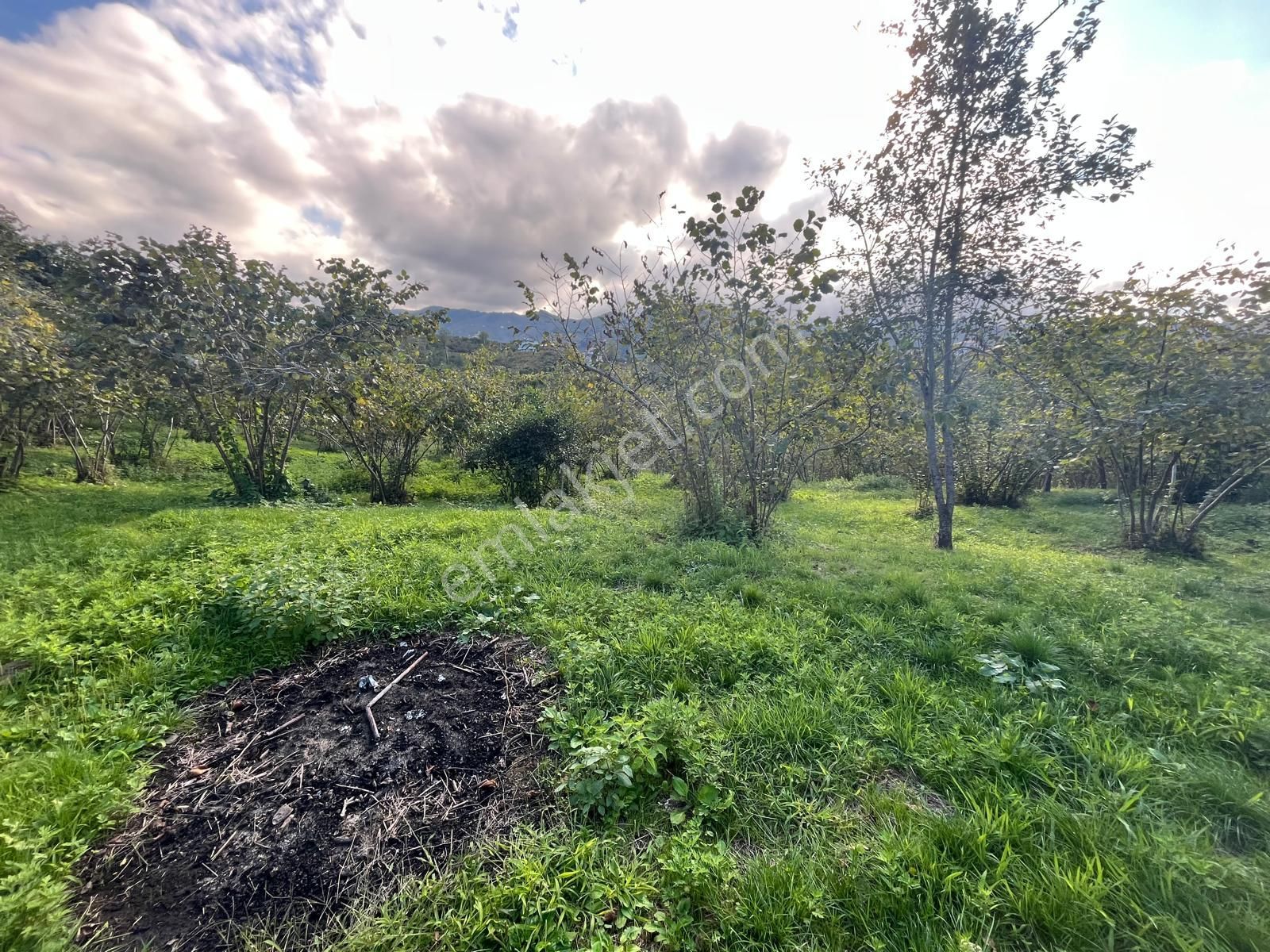 Trabzon Arsin Harmanlı Mahallesinde Satılık Düz Fındık Bahçesi - Görsel 13