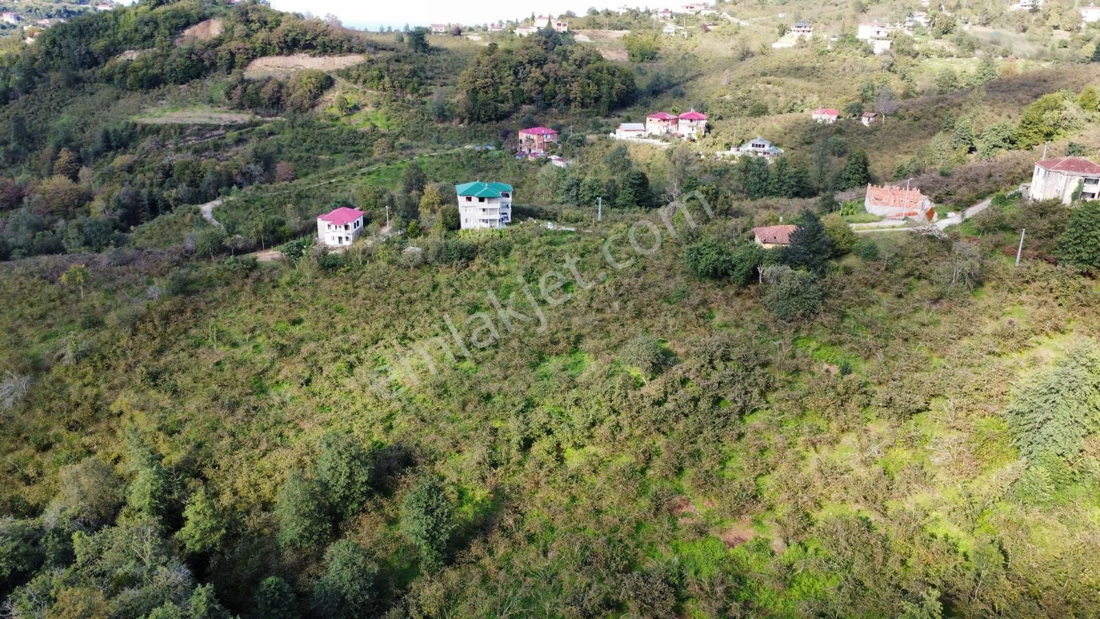 Trabzon Arsin Harmanlı Mahallesinde Satılık Düz Fındık Bahçesi - Görsel 33