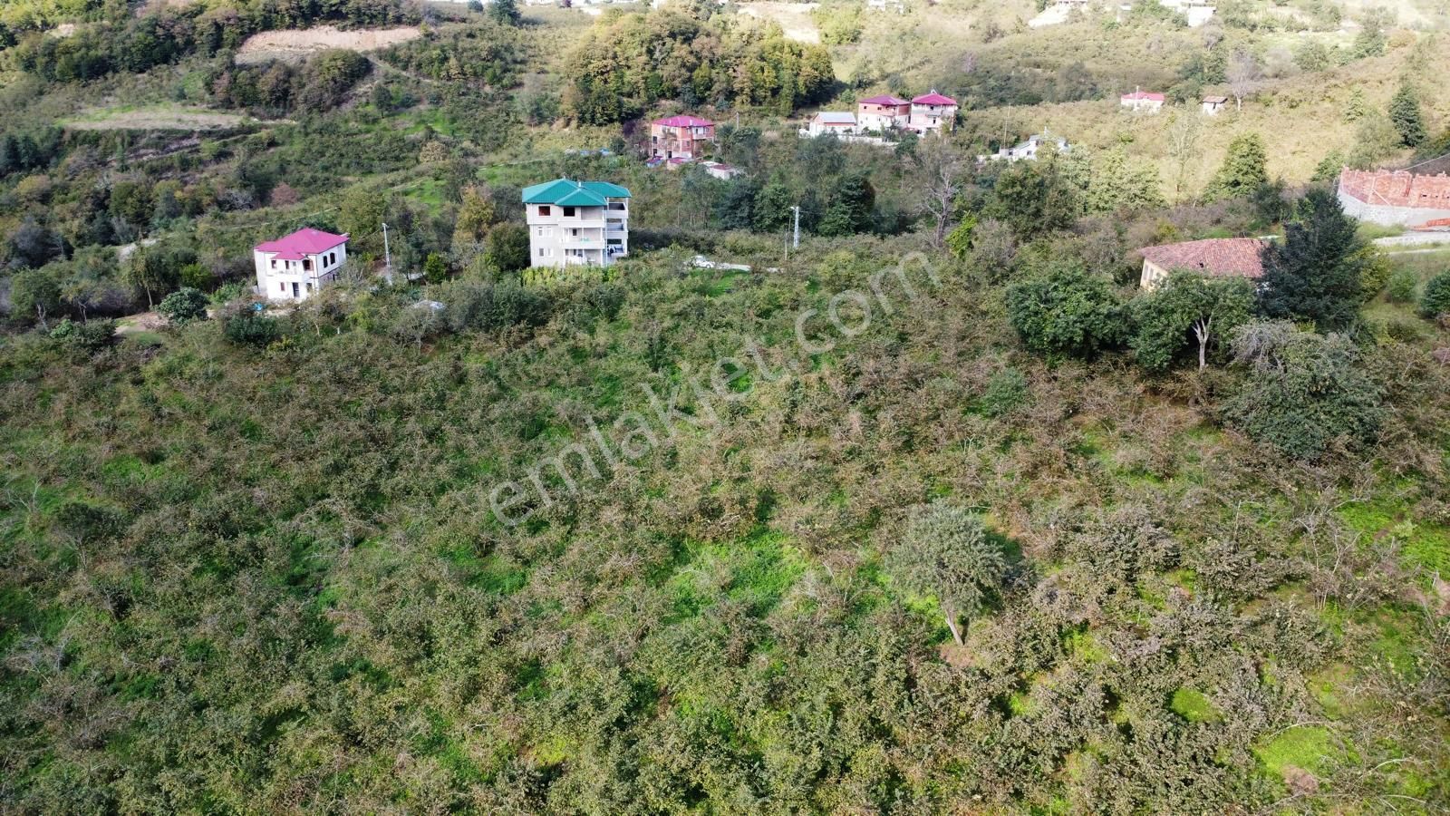 Trabzon Arsin Harmanlı Mahallesinde Satılık Düz Fındık Bahçesi - Görsel 23