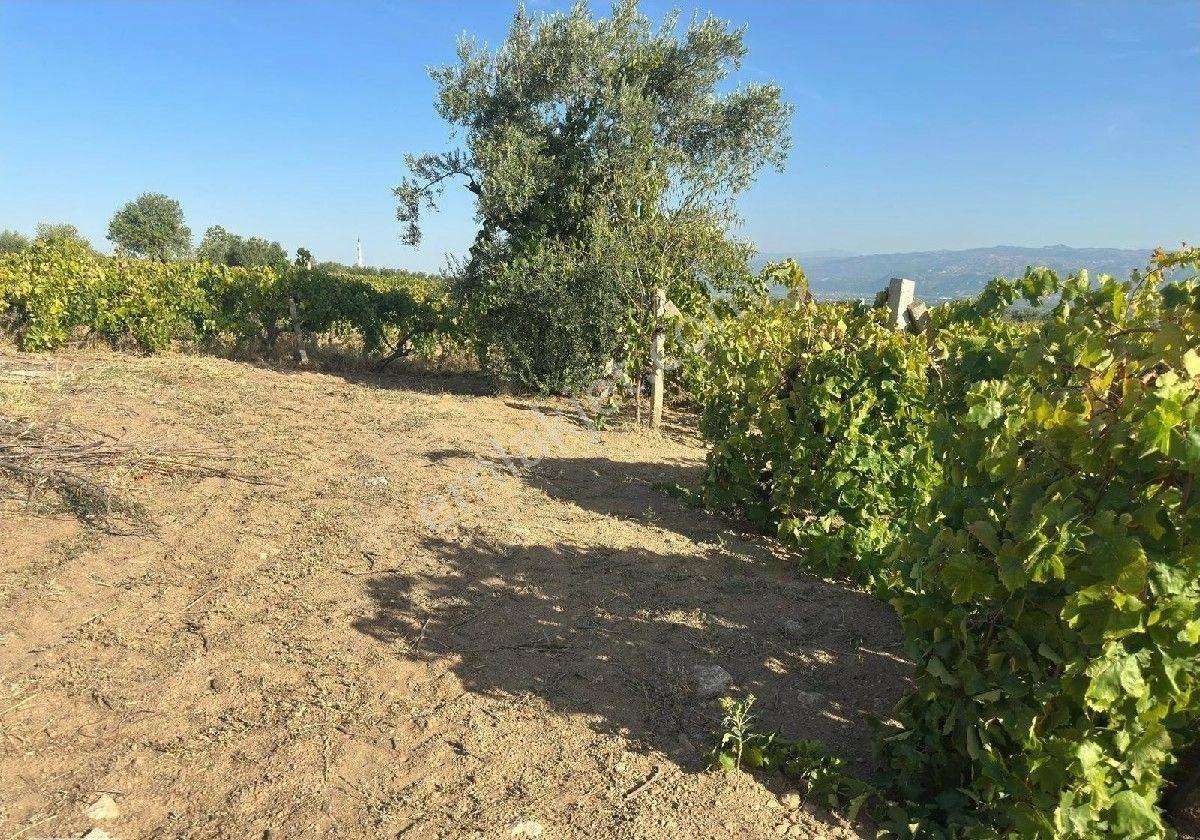 Manisa Turgutlu Musacalı Mh 4916m2 Üzüm Bağı - Görsel 10