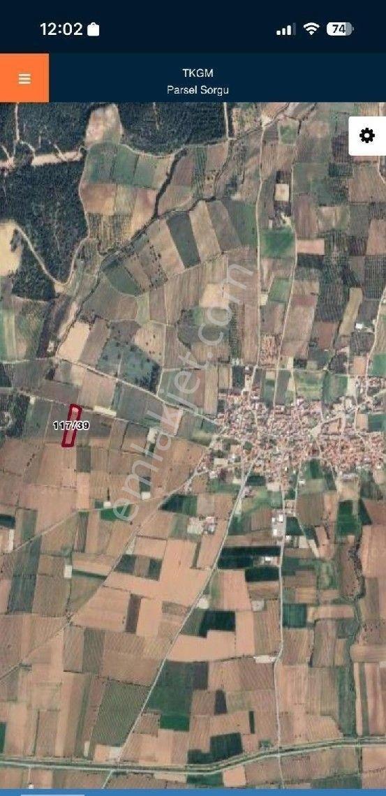 Manisa Turgutlu Musacalı Mh 4916m2 Üzüm Bağı - Görsel 3