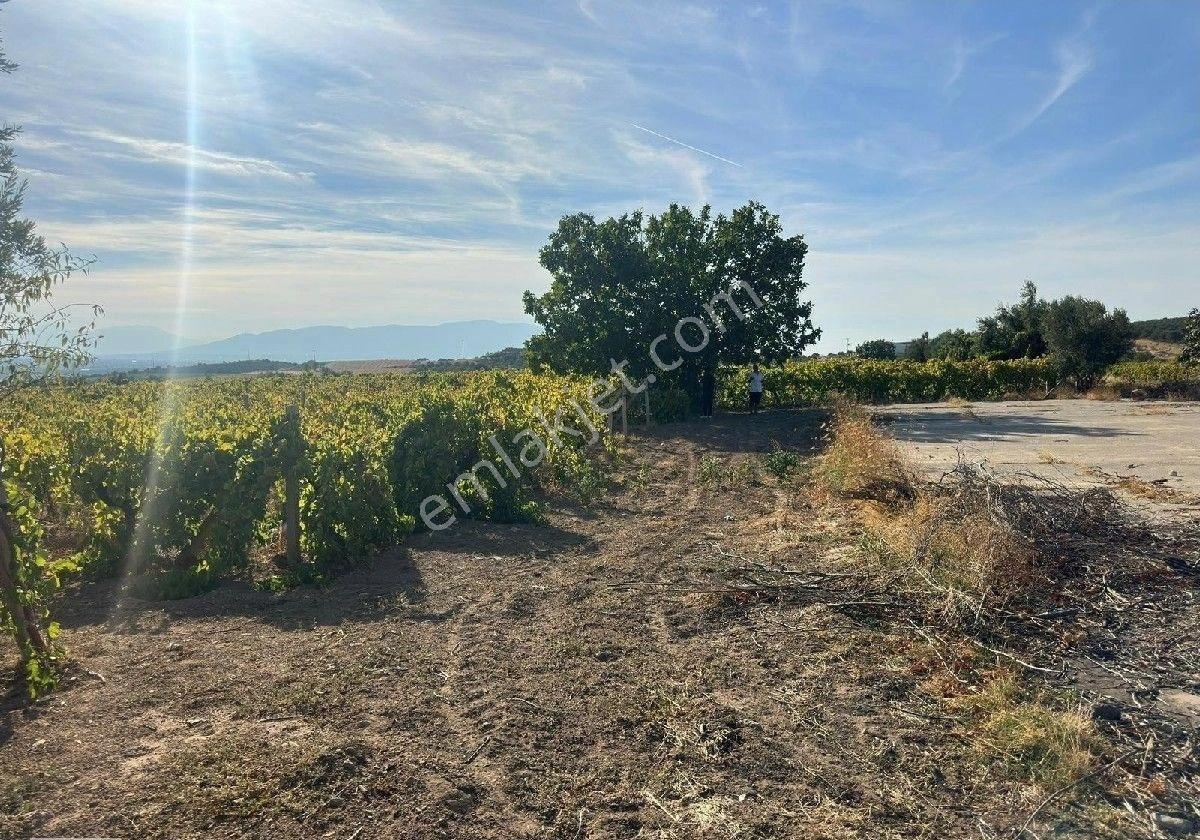 Manisa Turgutlu Musacalı Mh 4916m2 Üzüm Bağı - Görsel 9