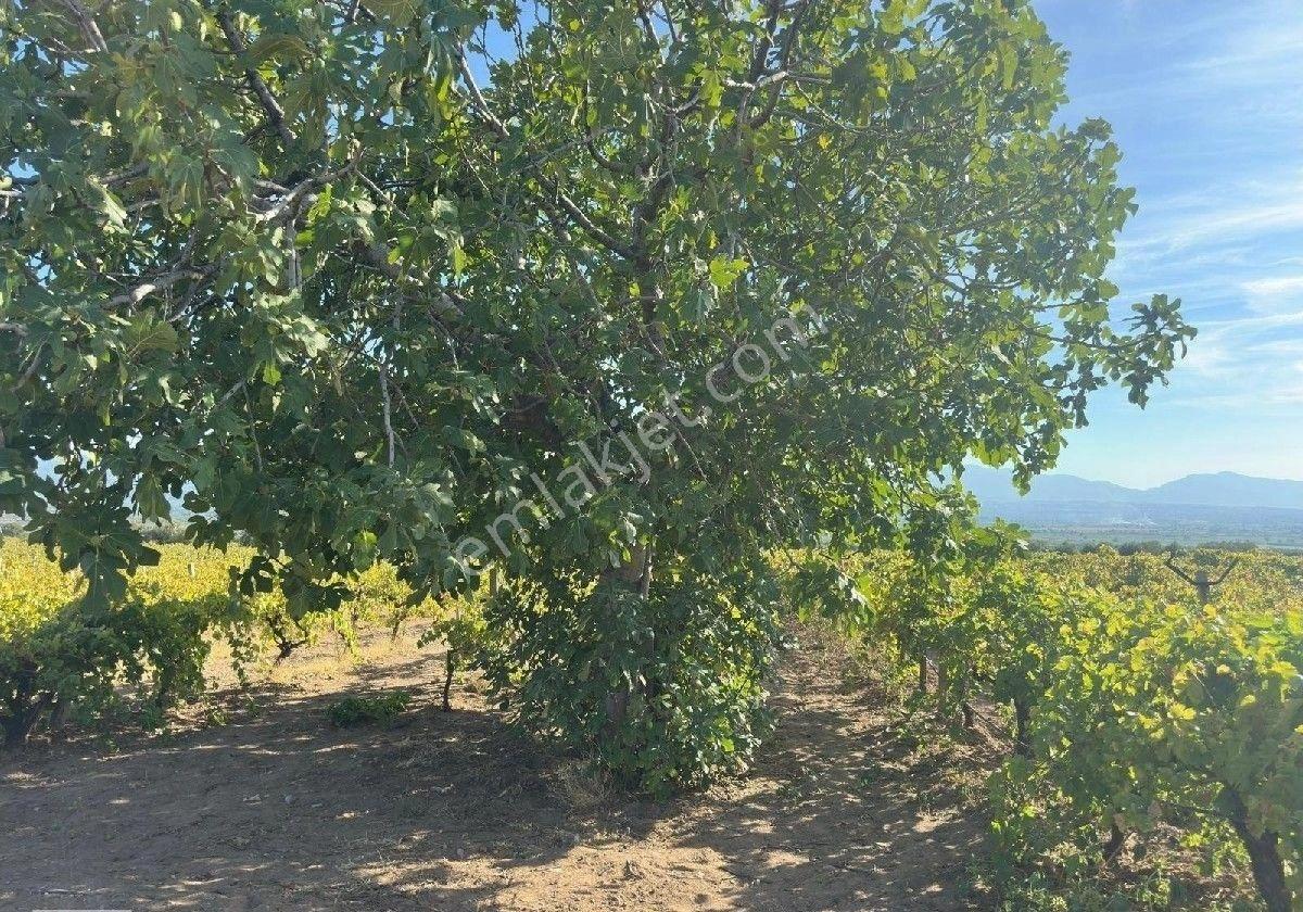 Manisa Turgutlu Musacalı Mh 4916m2 Üzüm Bağı - Görsel 7