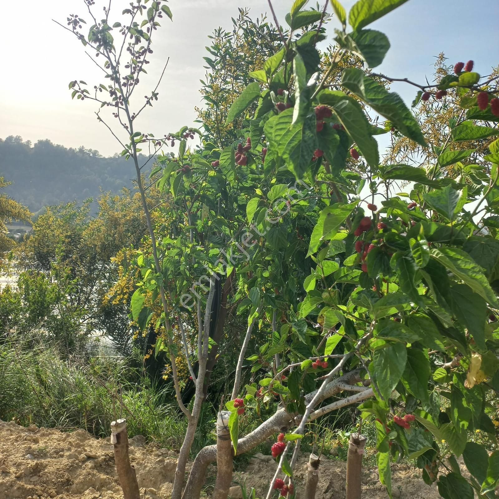 Manavgat Berekette Kadastro Yolu Olan Tek Tapu Zeytinlik - Görsel 3