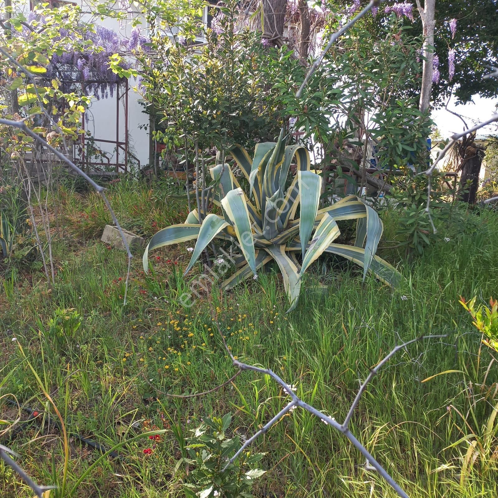 Manavgat Berekette Kadastro Yolu Olan Tek Tapu Zeytinlik - Görsel 4