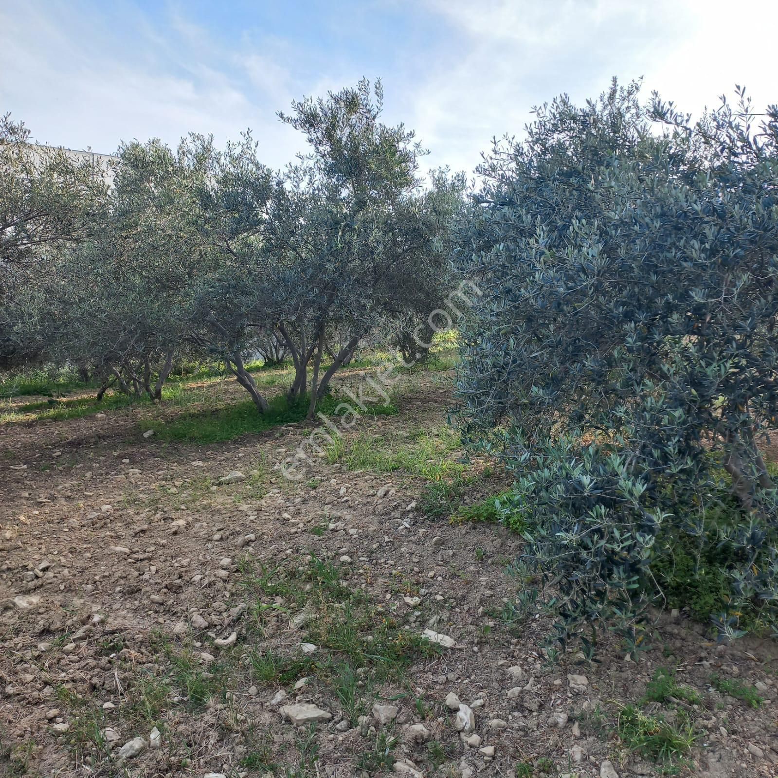 Manavgat Berekette Kadastro Yolu Olan Tek Tapu Zeytinlik - Görsel 2