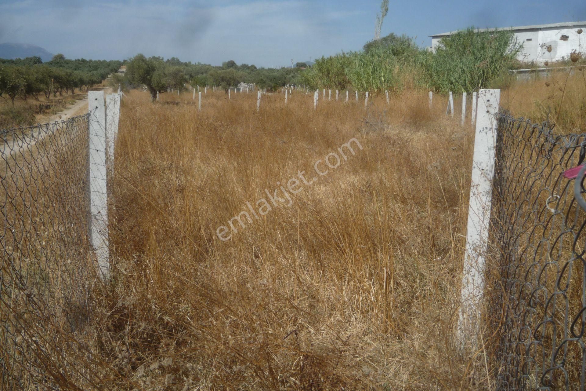 İzmir Torbalı Gold Emlaktan Satılık Bahçe - Görsel 3