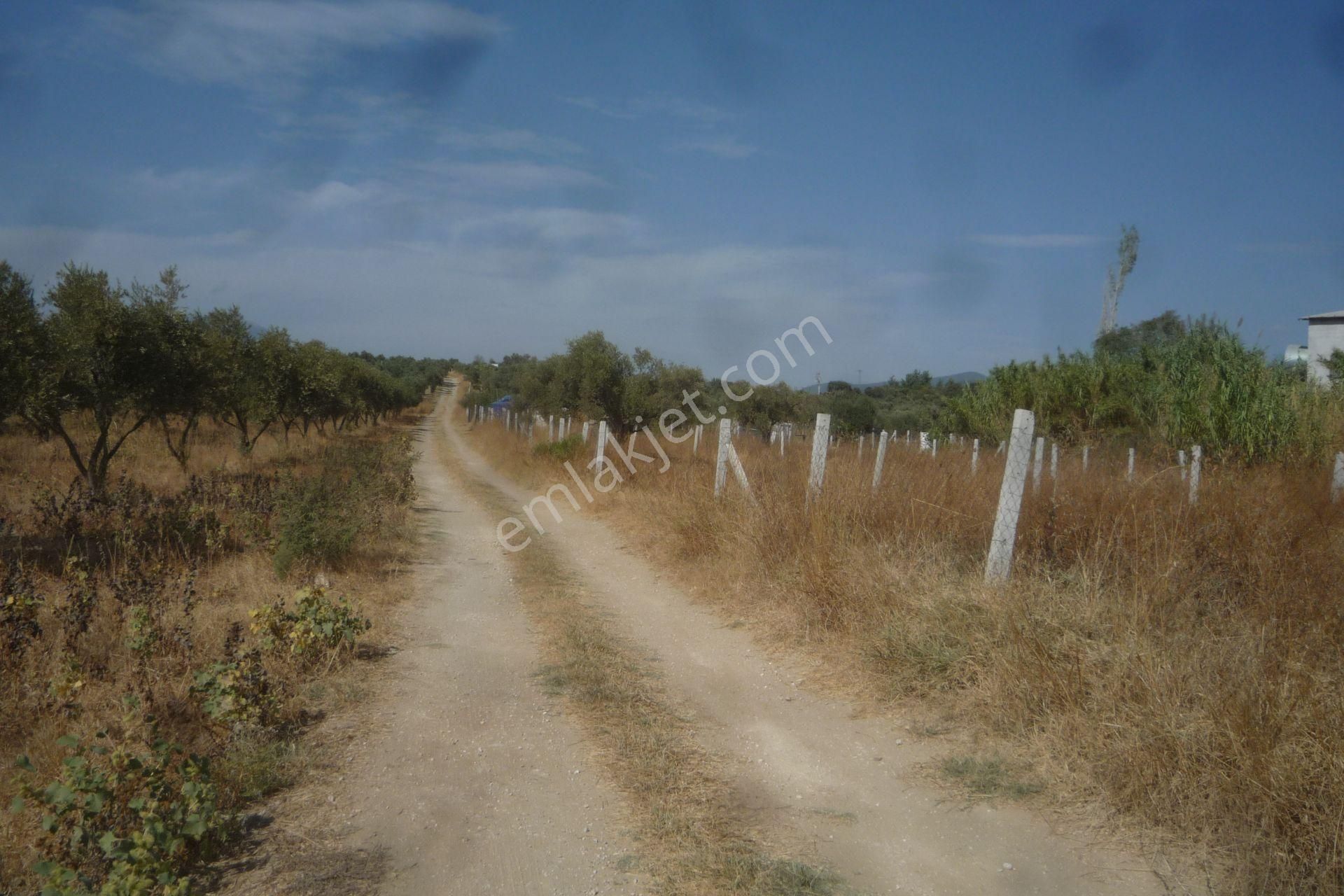 İzmir Torbalı Gold Emlaktan Satılık Bahçe - Görsel 2