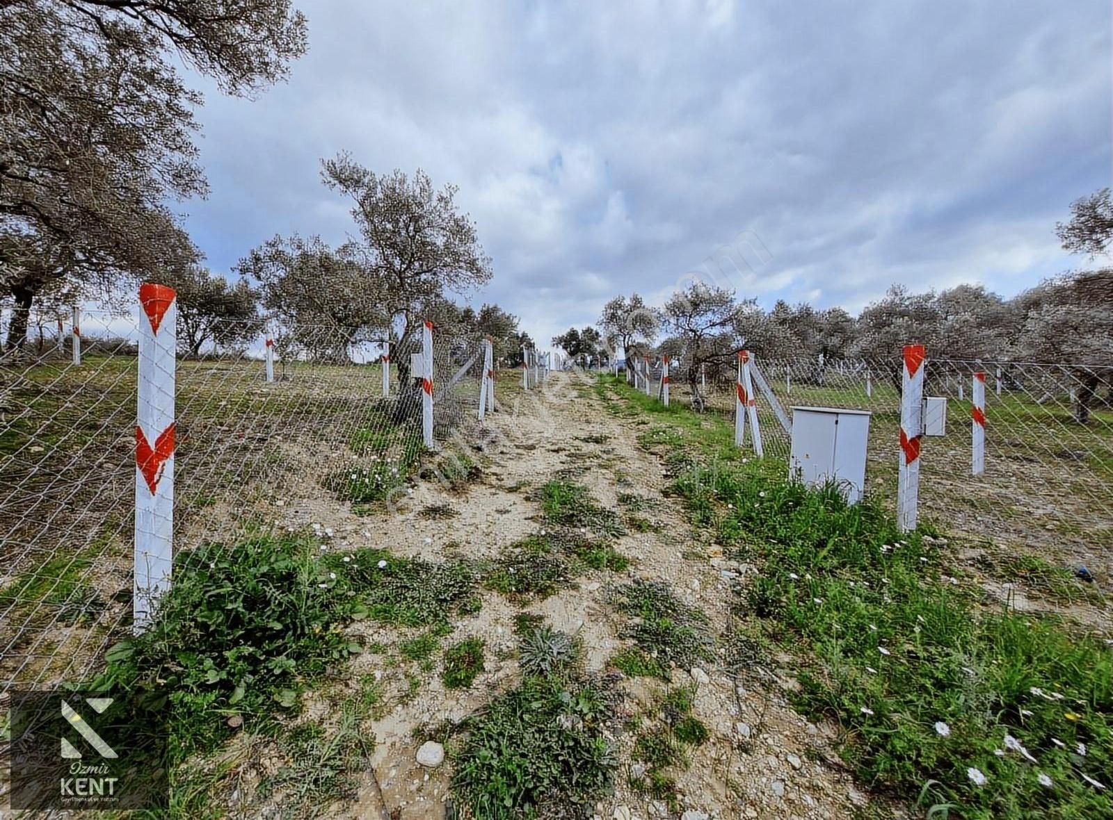 Kemalpaşa Vişneli Satılık 370 M2 Bahçe Elektrik Su Yol - Görsel 20