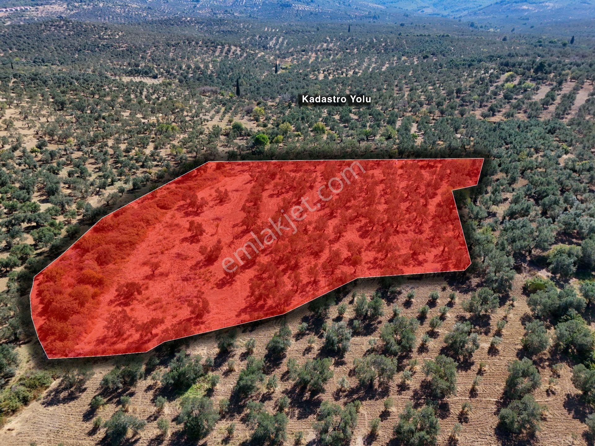 Era Söz Den Balıkesir Burhaniye Kızıklı Da Satılık Zeytinlik - Görsel 5
