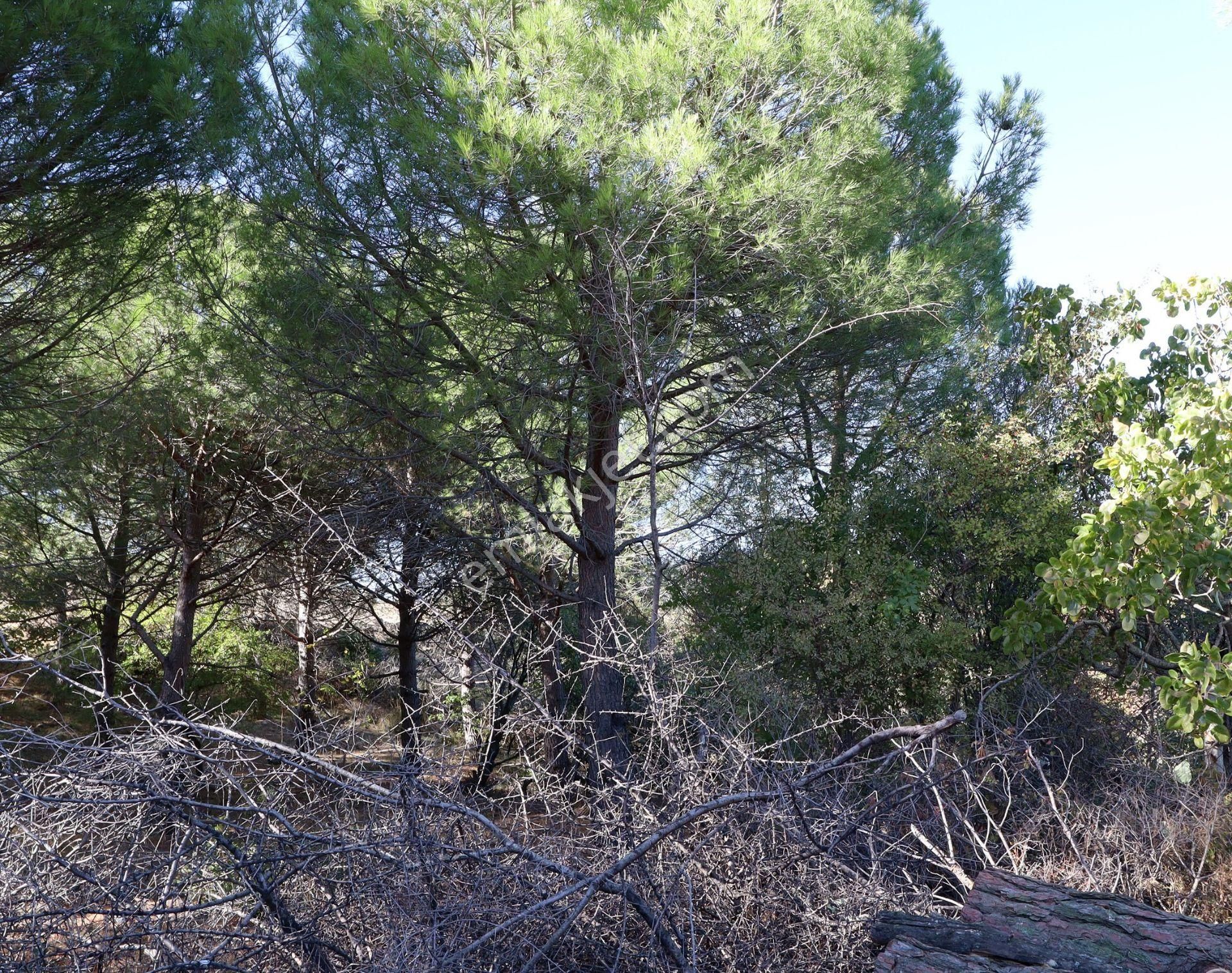İzmir Bergama Yerlitahtacı Köyü 1403 M2 - Görsel 12