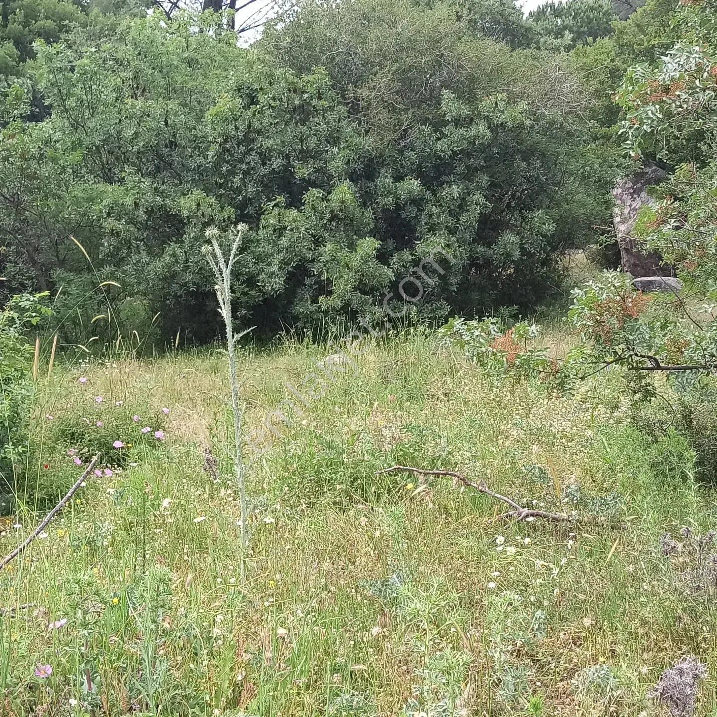 Kozak Çelebi Emlak Tan 2600 M² Müstakil Tapulu Arazi