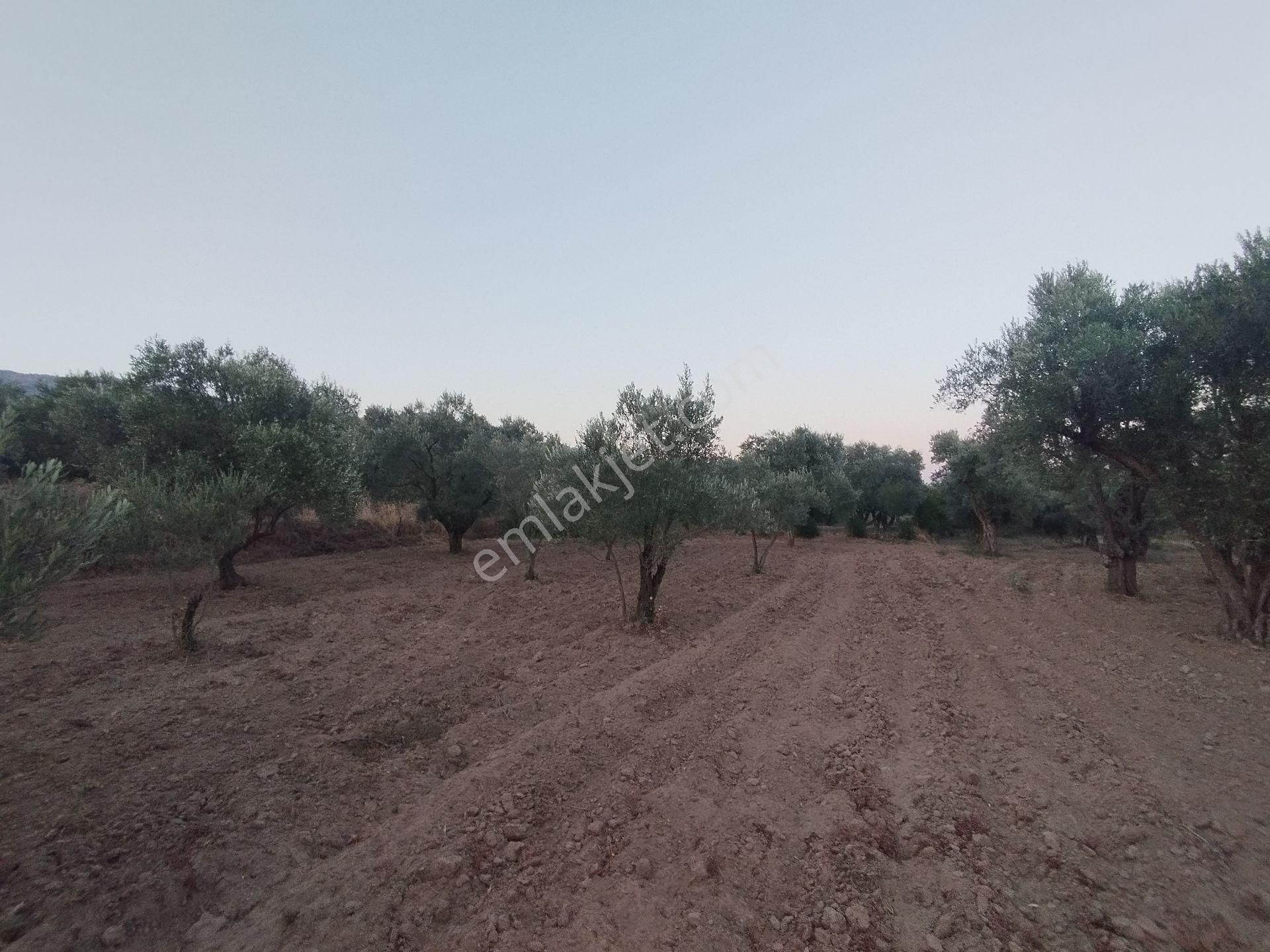 Aydın/buharkent/üçeylül Mah.anayol'dan 50 Mt Yukarıda Mezarlık Karşısı Yetişmiş Zeytinlik - Görsel 14