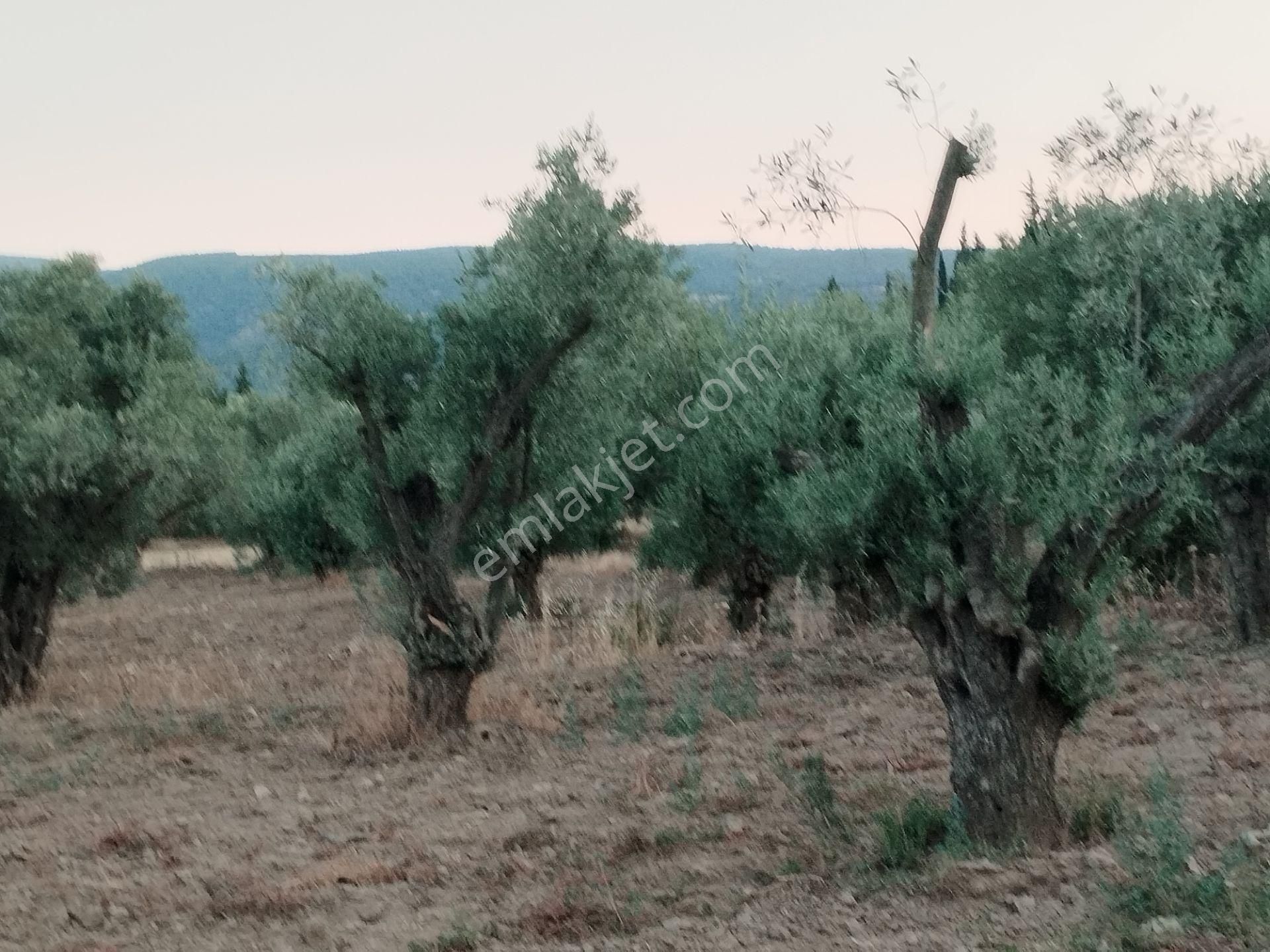 Aydın/buharkent/üçeylül Mah.anayol'dan 50 Mt Yukarıda Mezarlık Karşısı Yetişmiş Zeytinlik - Görsel 18