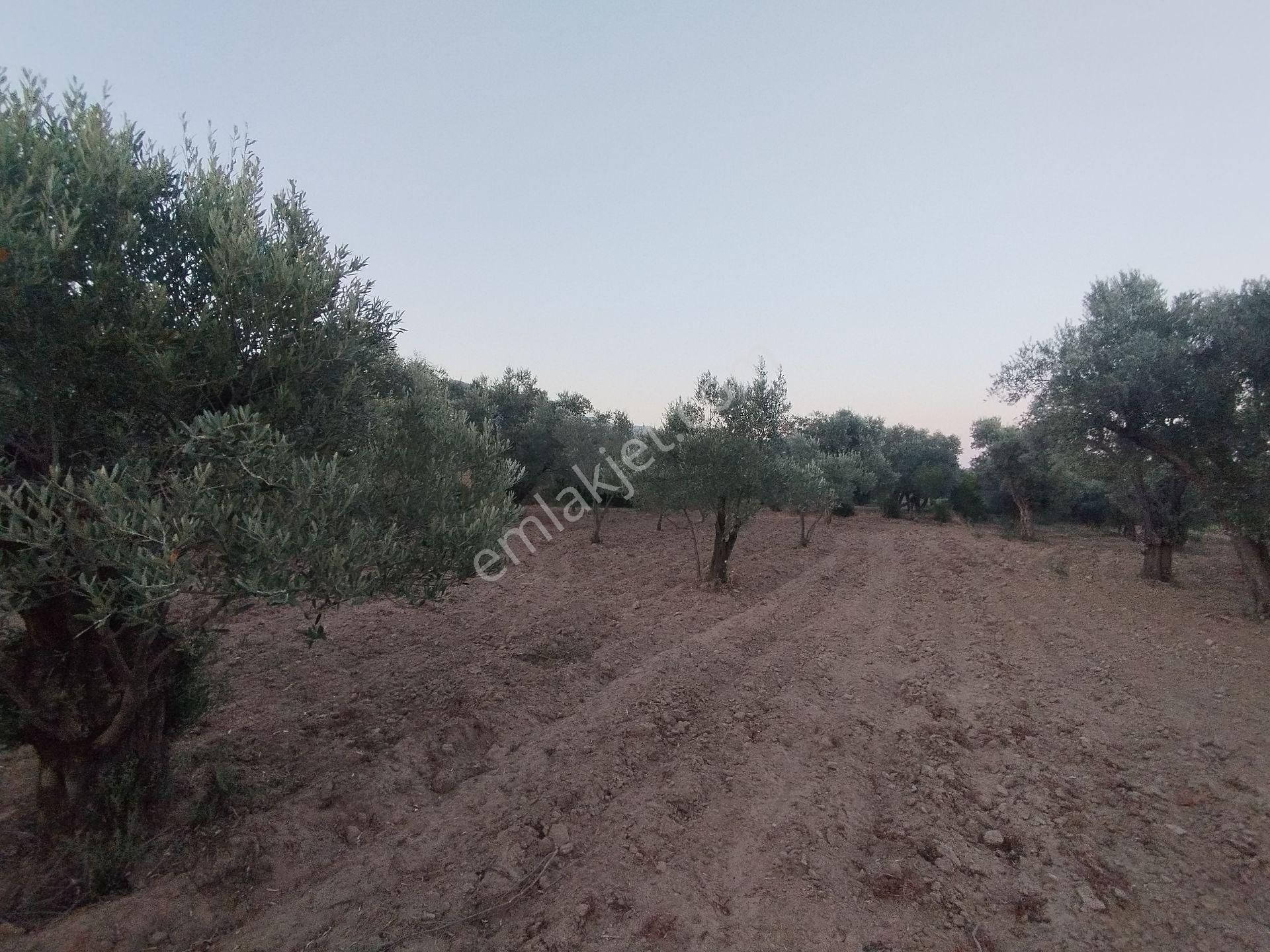 Aydın/buharkent/üçeylül Mah.anayol'dan 50 Mt Yukarıda Mezarlık Karşısı Yetişmiş Zeytinlik - Görsel 12