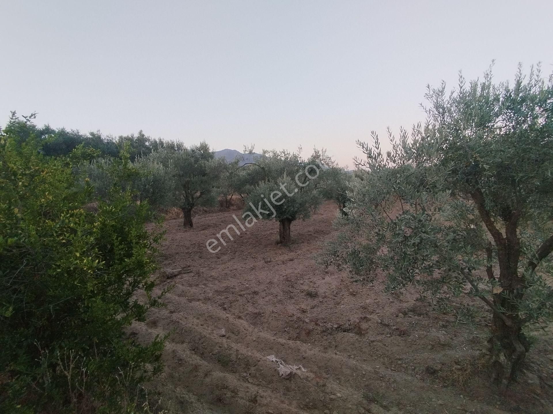Aydın/buharkent/üçeylül Mah.anayol'dan 50 Mt Yukarıda Mezarlık Karşısı Yetişmiş Zeytinlik - Görsel 21
