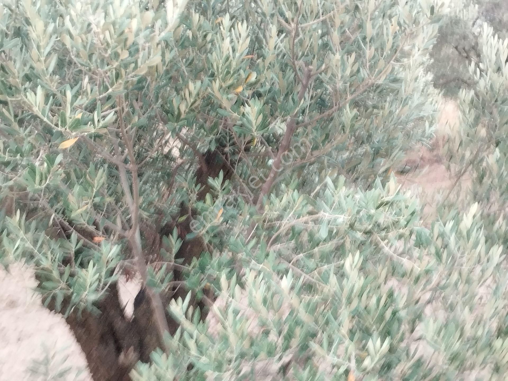 Aydın/buharkent/üçeylül Mah.anayol'dan 50 Mt Yukarıda Mezarlık Karşısı Yetişmiş Zeytinlik - Görsel 6