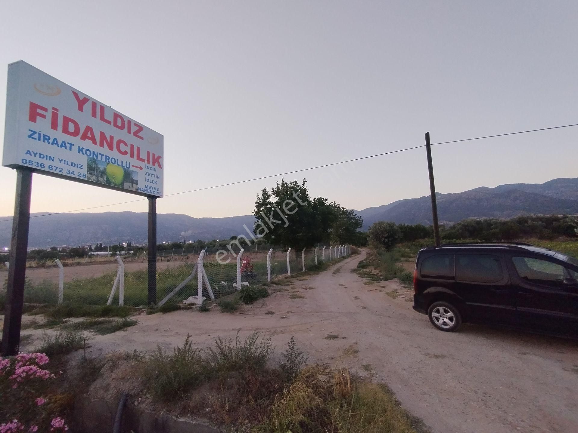 Aydın/buharkent/üçeylül Mah.anayol'dan 50 Mt Yukarıda Mezarlık Karşısı Yetişmiş Zeytinlik - Görsel 27