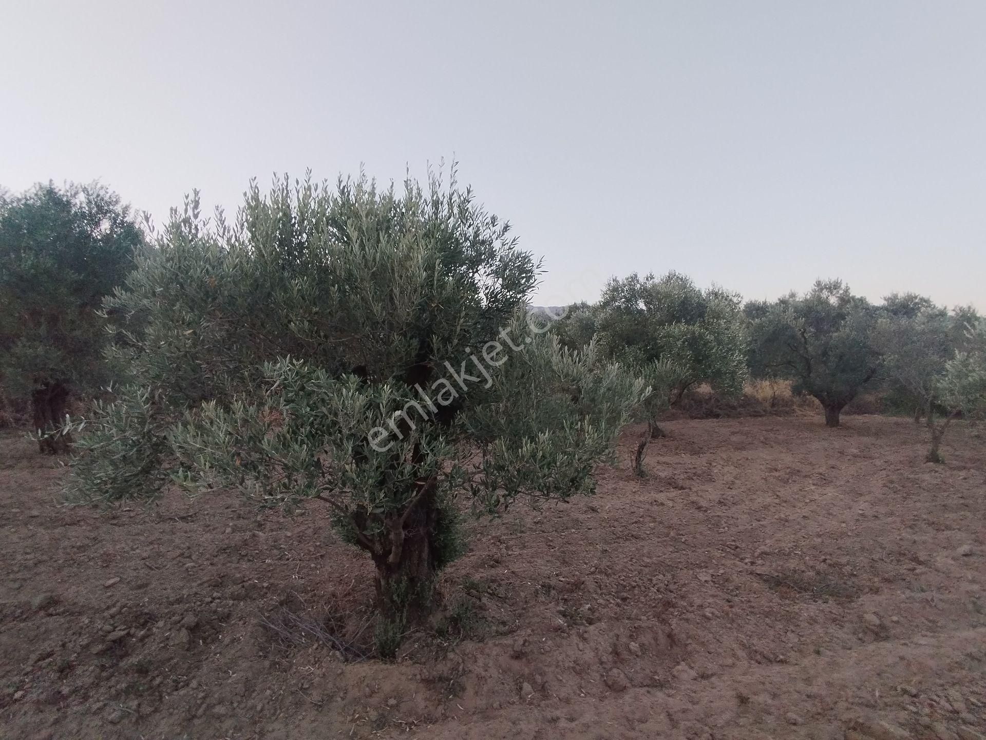 Aydın/buharkent/üçeylül Mah.anayol'dan 50 Mt Yukarıda Mezarlık Karşısı Yetişmiş Zeytinlik - Görsel 13