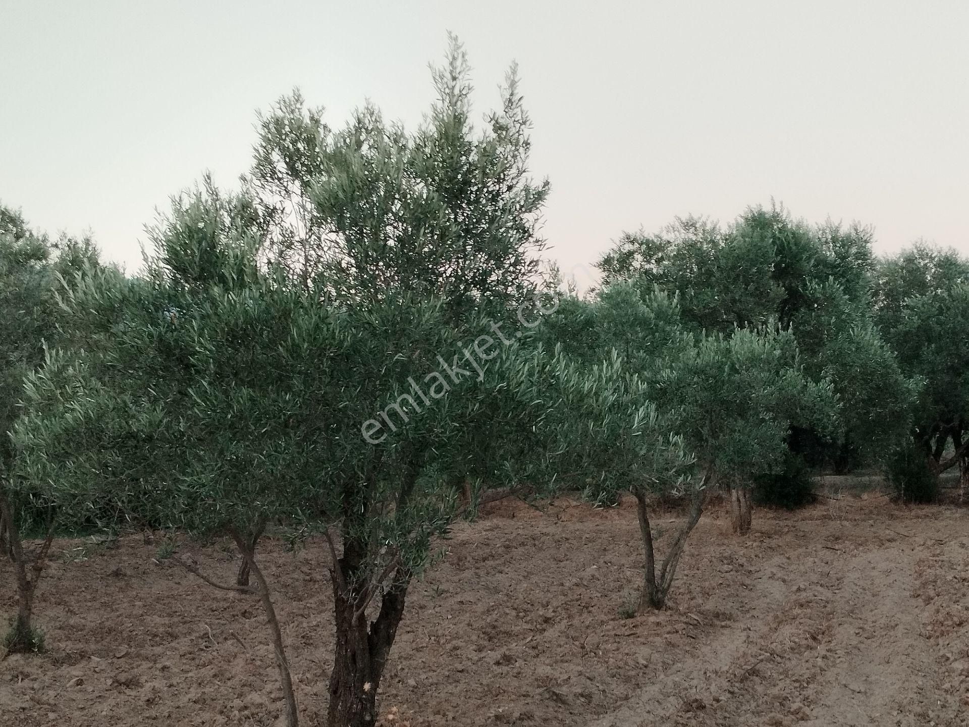 Aydın/buharkent/üçeylül Mah.anayol'dan 50 Mt Yukarıda Mezarlık Karşısı Yetişmiş Zeytinlik - Görsel 15