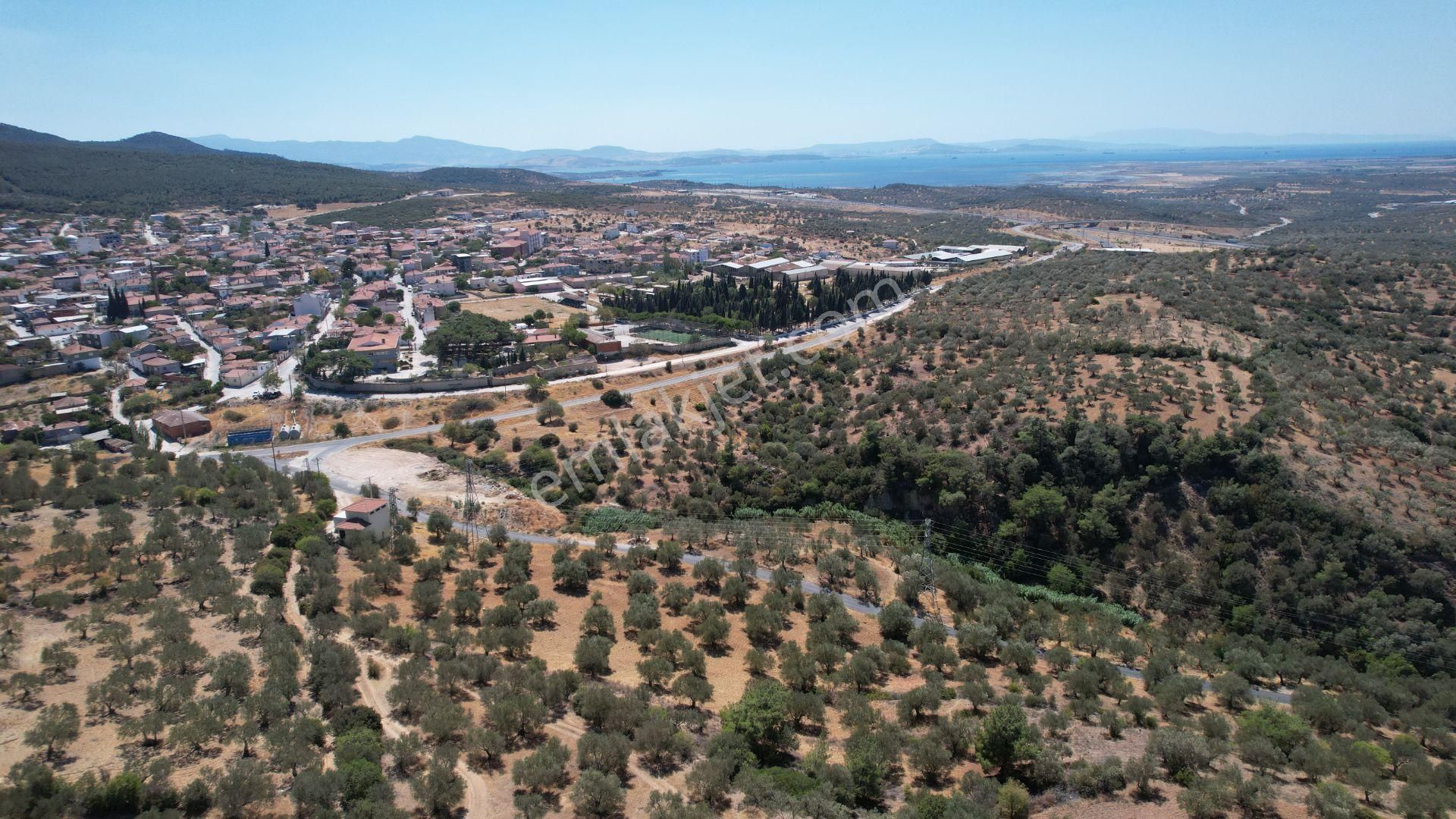 Bergama Zeydindağ Yeni Liman Bölgesinde Satılık Zeytinlik - Görsel 30