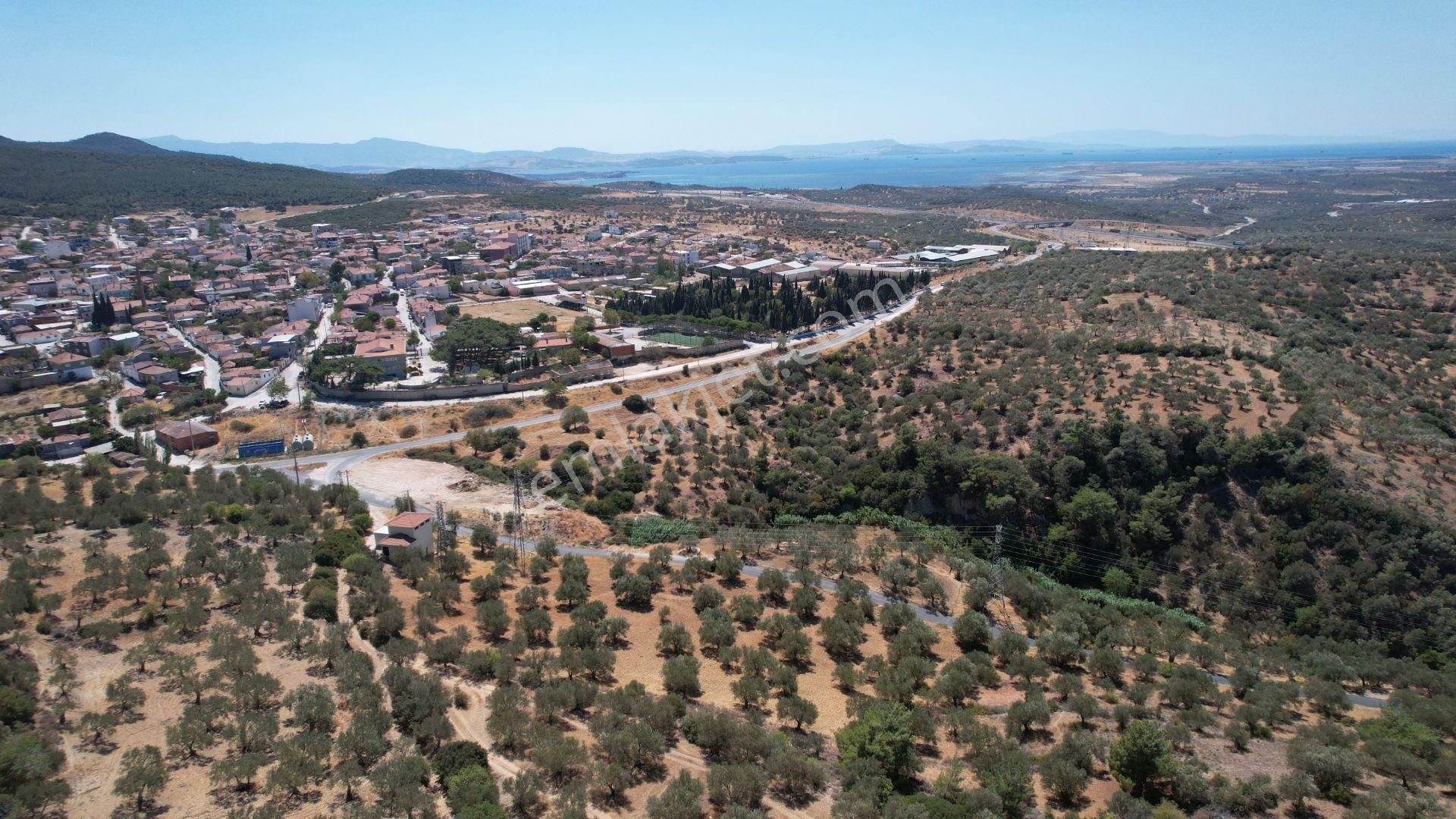 Bergama Zeydindağ Yeni Liman Bölgesinde Satılık Zeytinlik - Görsel 29