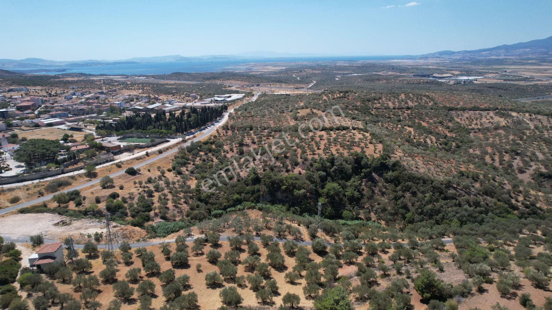 Bergama Zeydindağ Yeni Liman Bölgesinde Satılık Zeytinlik - Görsel 27