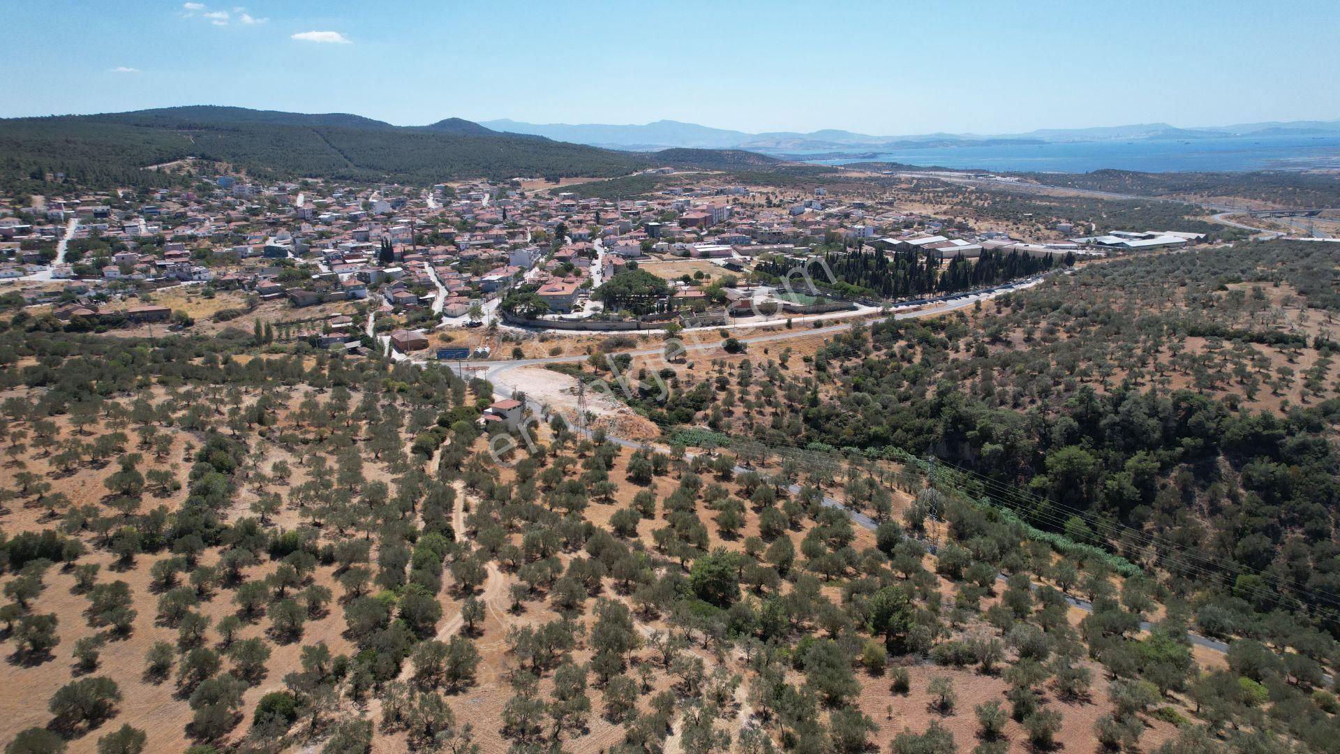 Bergama Zeydindağ Yeni Liman Bölgesinde Satılık Zeytinlik - Görsel 32
