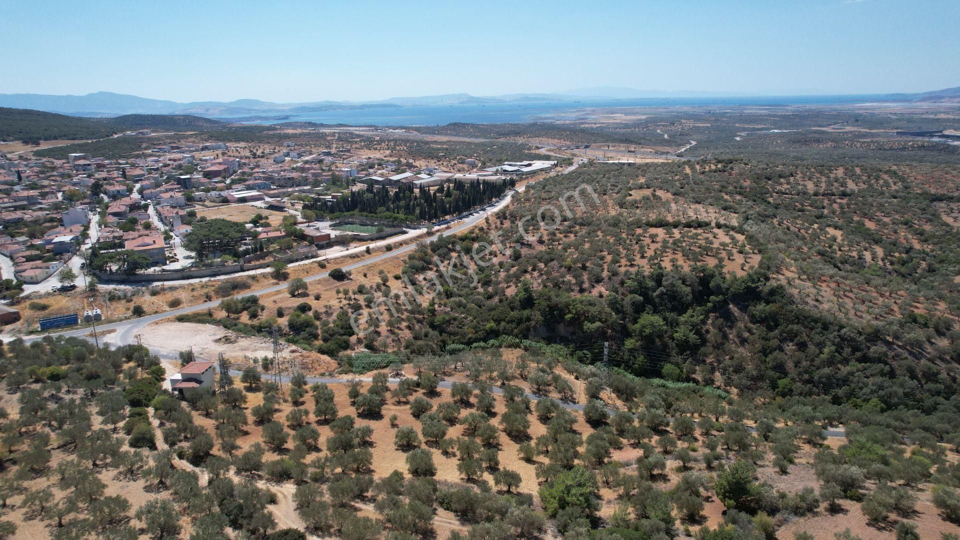 Bergama Zeydindağ Yeni Liman Bölgesinde Satılık Zeytinlik - Görsel 28