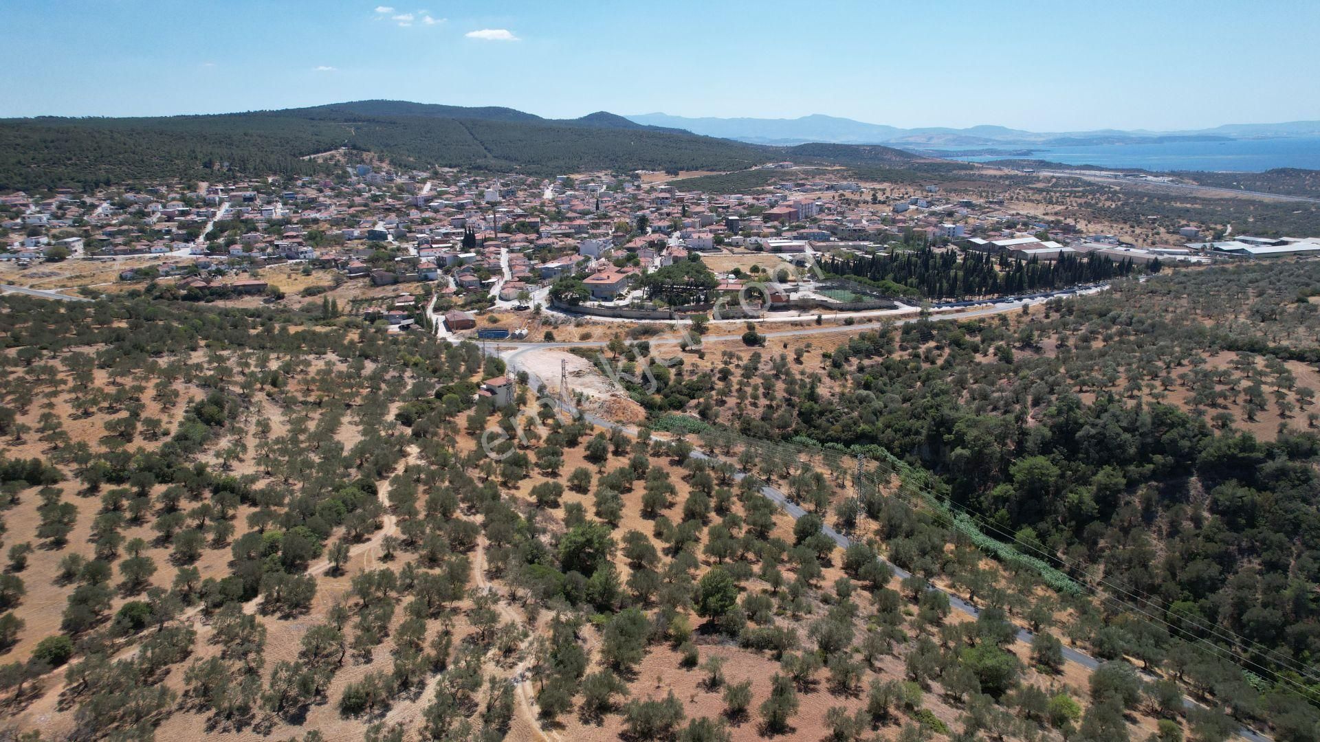 Bergama Zeydindağ Yeni Liman Bölgesinde Satılık Zeytinlik - Görsel 34
