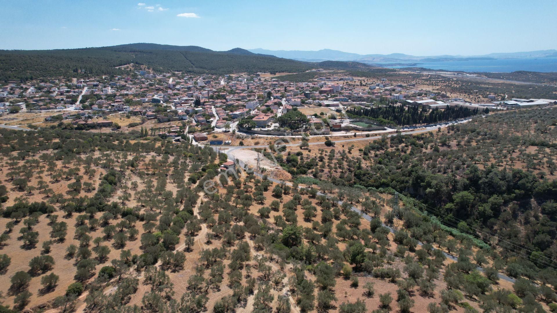 Bergama Zeydindağ Yeni Liman Bölgesinde Satılık Zeytinlik - Görsel 33
