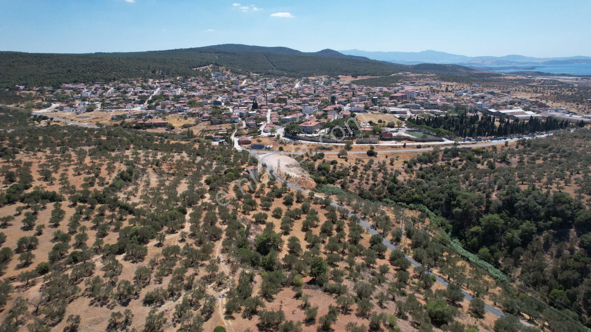 Bergama Zeydindağ Yeni Liman Bölgesinde Satılık Zeytinlik - Görsel 35