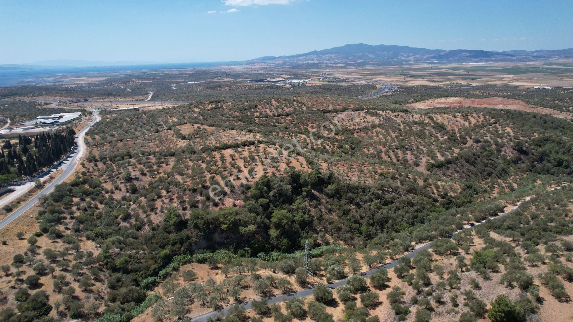 Bergama Zeydindağ Yeni Liman Bölgesinde Satılık Zeytinlik - Görsel 23