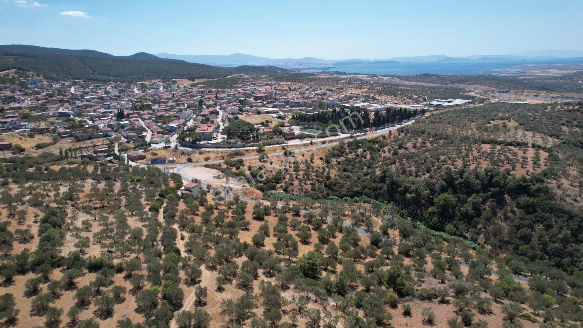 Bergama Zeydindağ Yeni Liman Bölgesinde Satılık Zeytinlik - Görsel 31