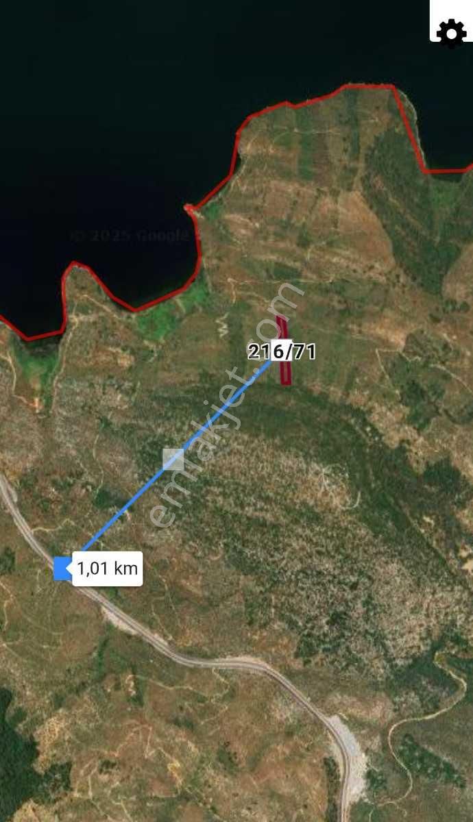 Muğla/milas Pınarcık Köyünde Satılık Zeytinlik - Görsel 3