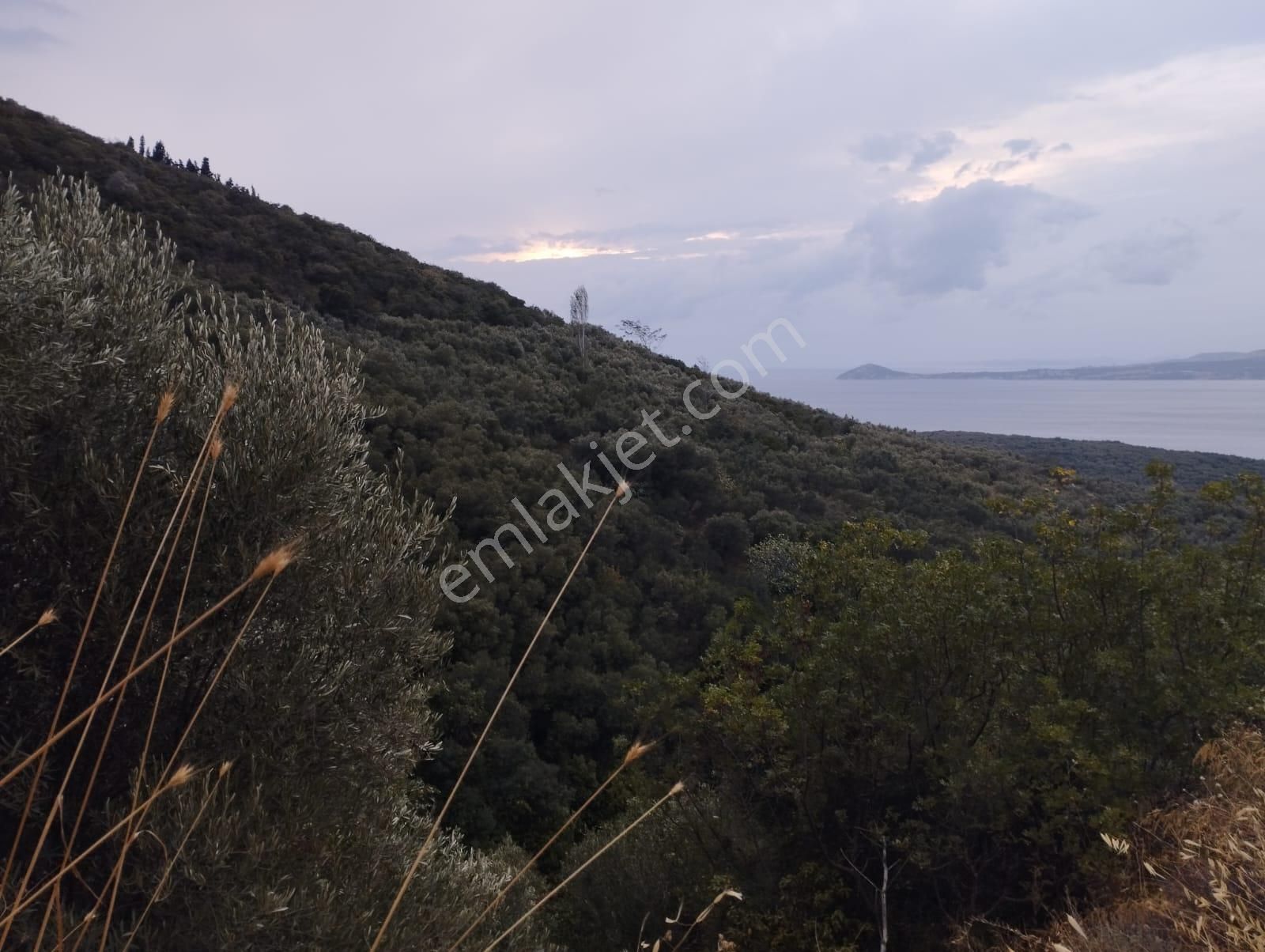Bnadırma Edincik Mah. Deniz Manzaralı Satılık Zeytinlik - Görsel 8