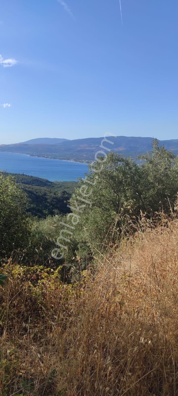 Bnadırma Edincik Mah. Deniz Manzaralı Satılık Zeytinlik - Görsel 5