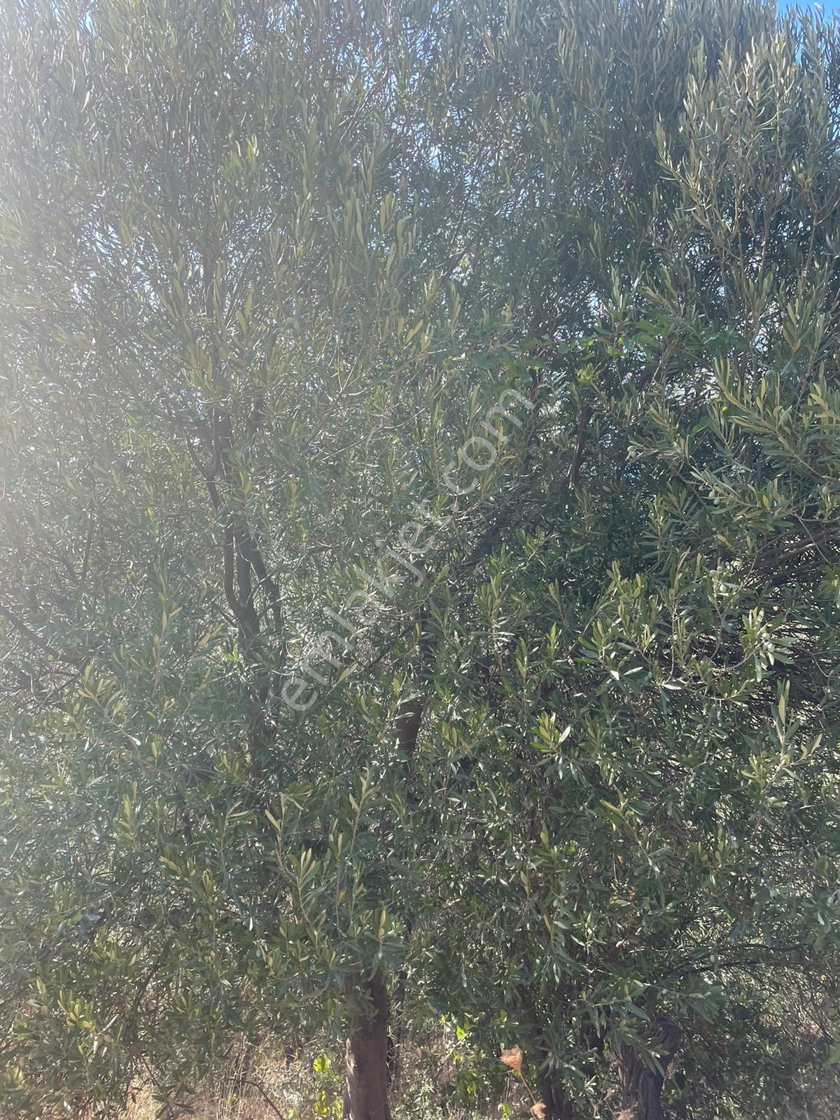 Bnadırma Edincik Mah. Deniz Manzaralı Satılık Zeytinlik - Görsel 13