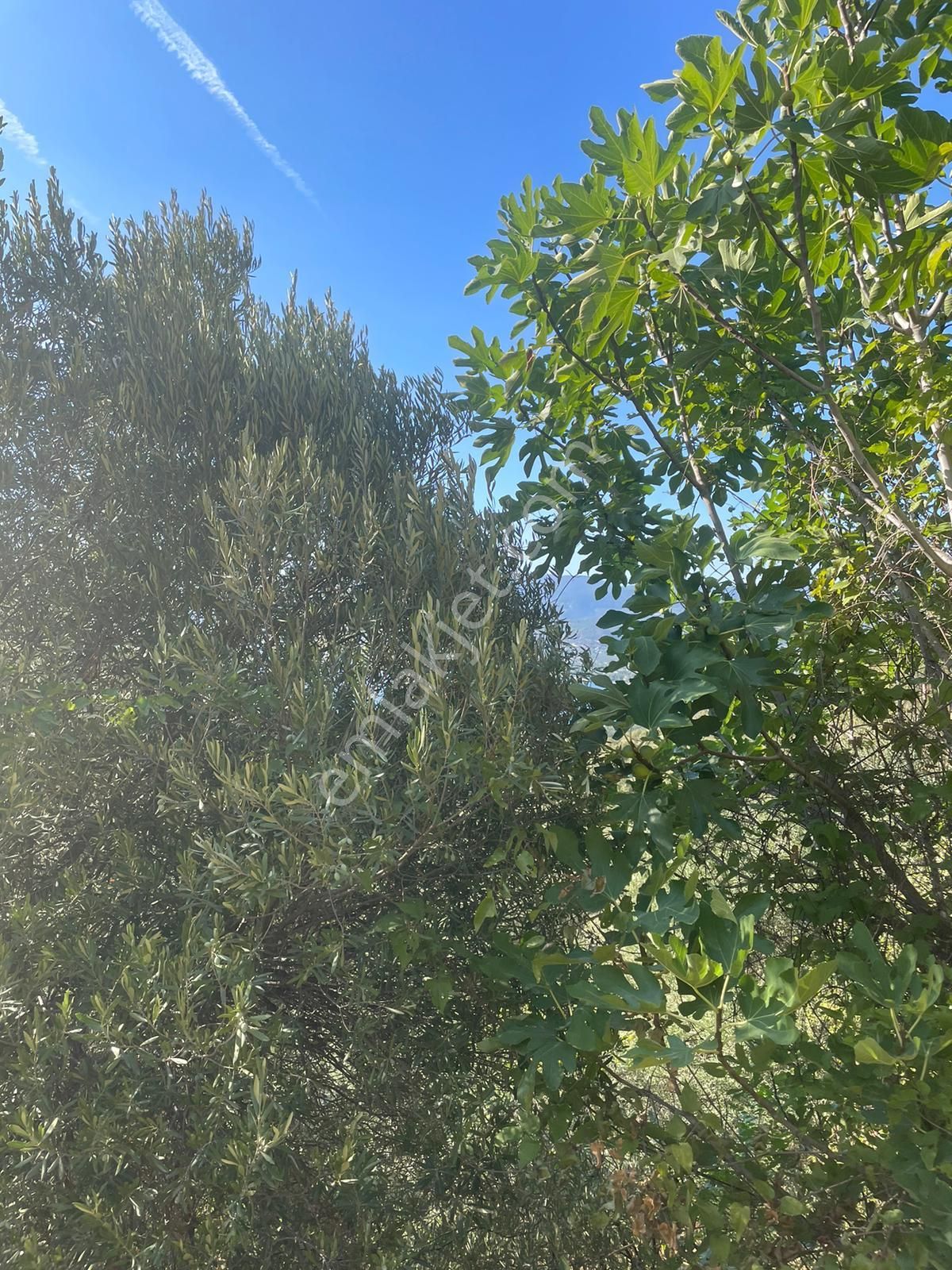 Bnadırma Edincik Mah. Deniz Manzaralı Satılık Zeytinlik - Görsel 11