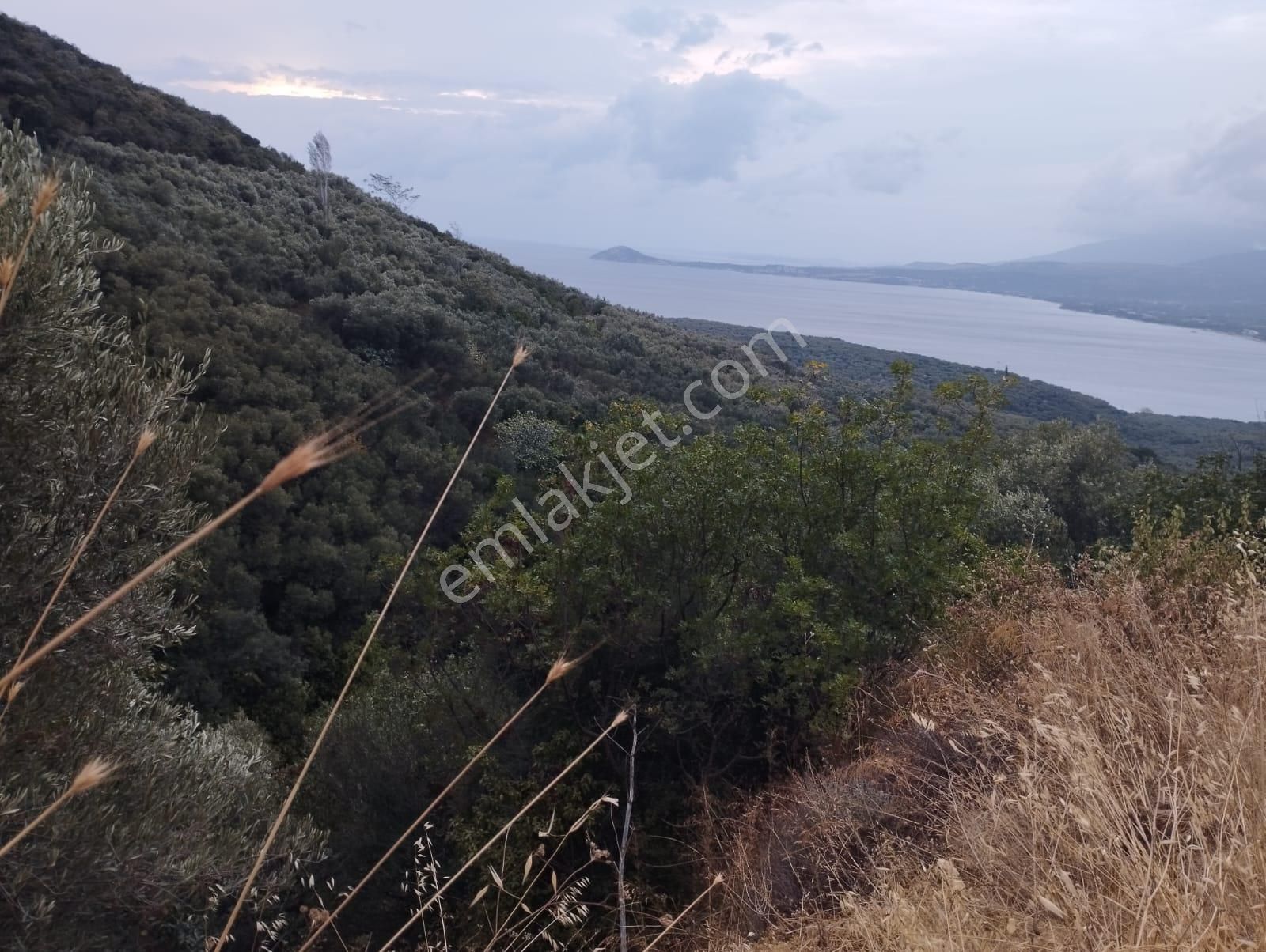 Bnadırma Edincik Mah. Deniz Manzaralı Satılık Zeytinlik - Görsel 10